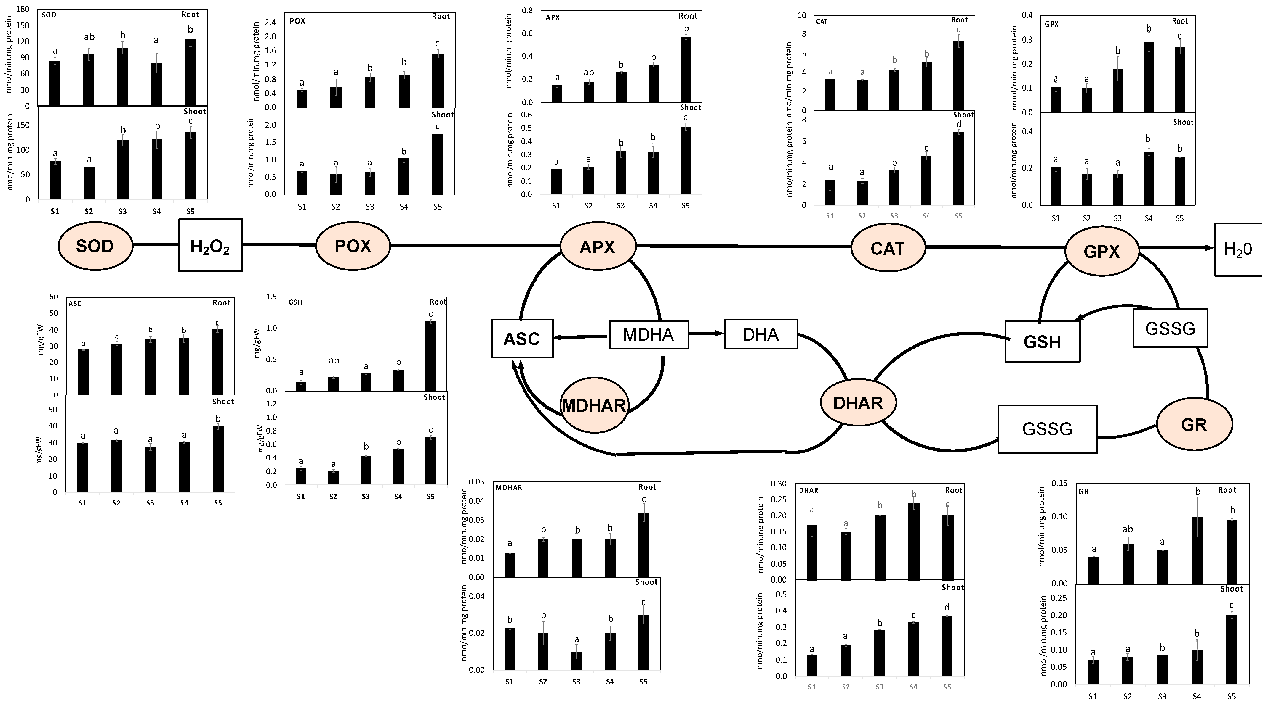 Antioxidants 11 00019 g004