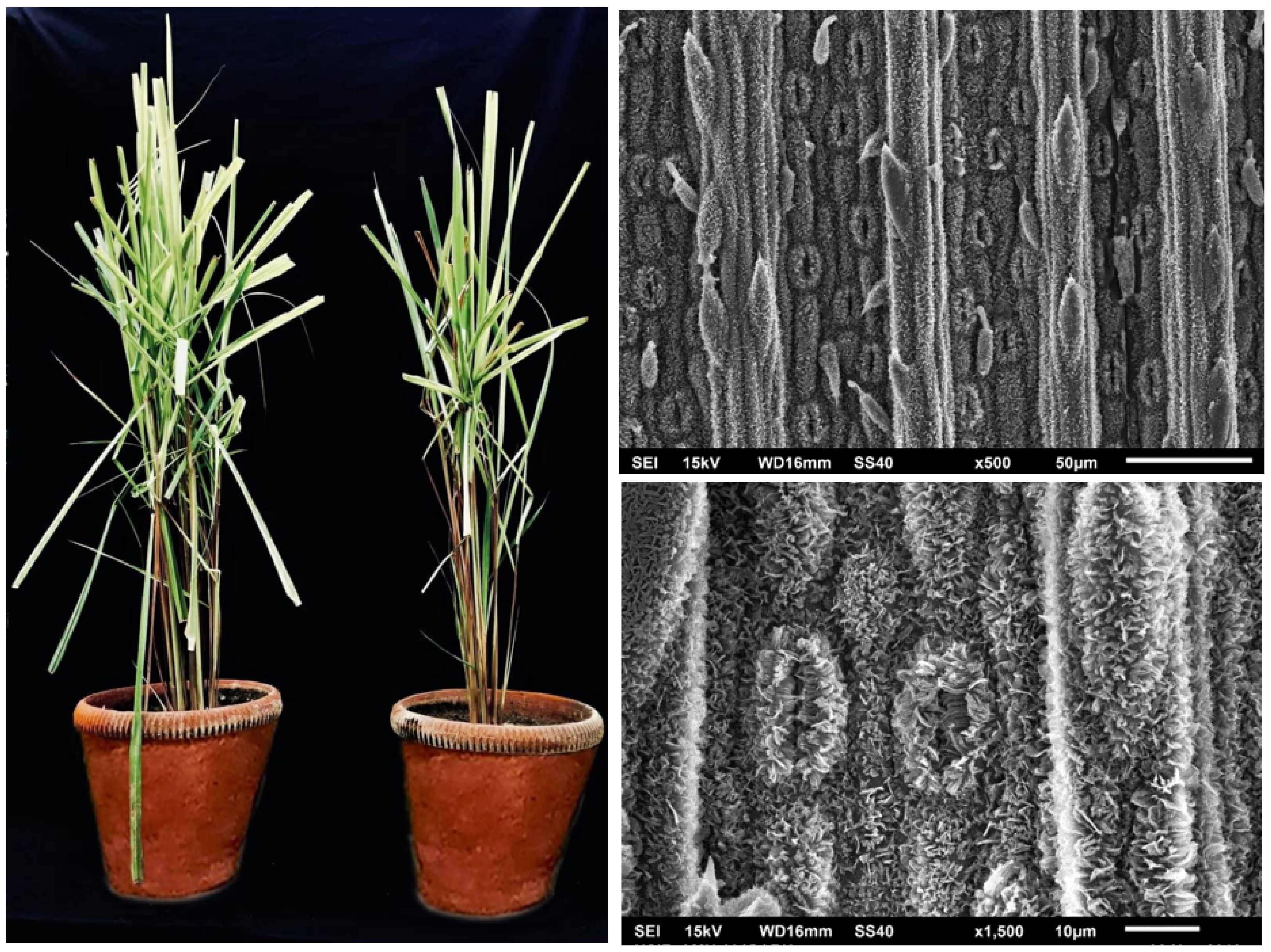 Antioxidants 11 00020 g001