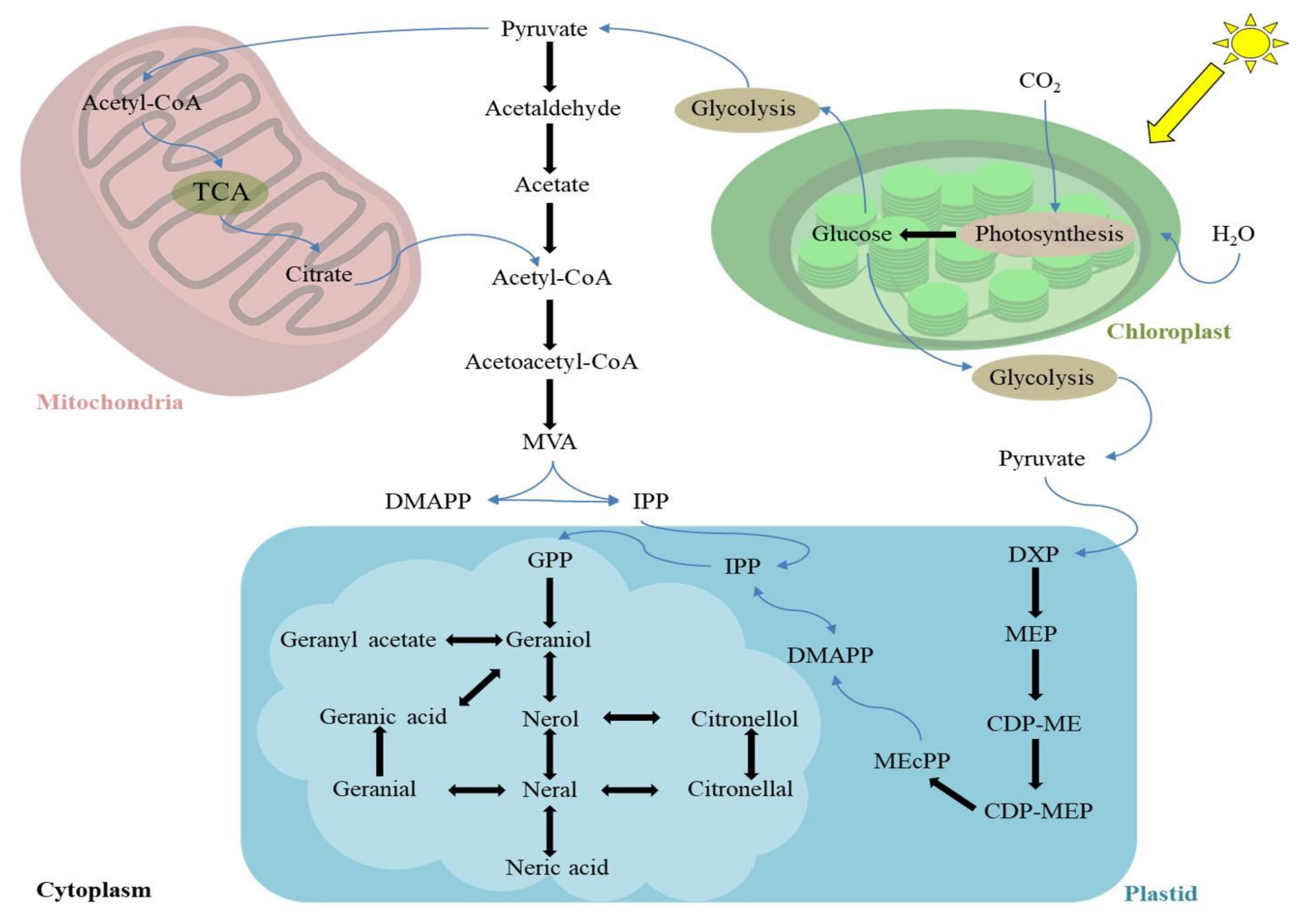 Antioxidants 11 00020 g002
