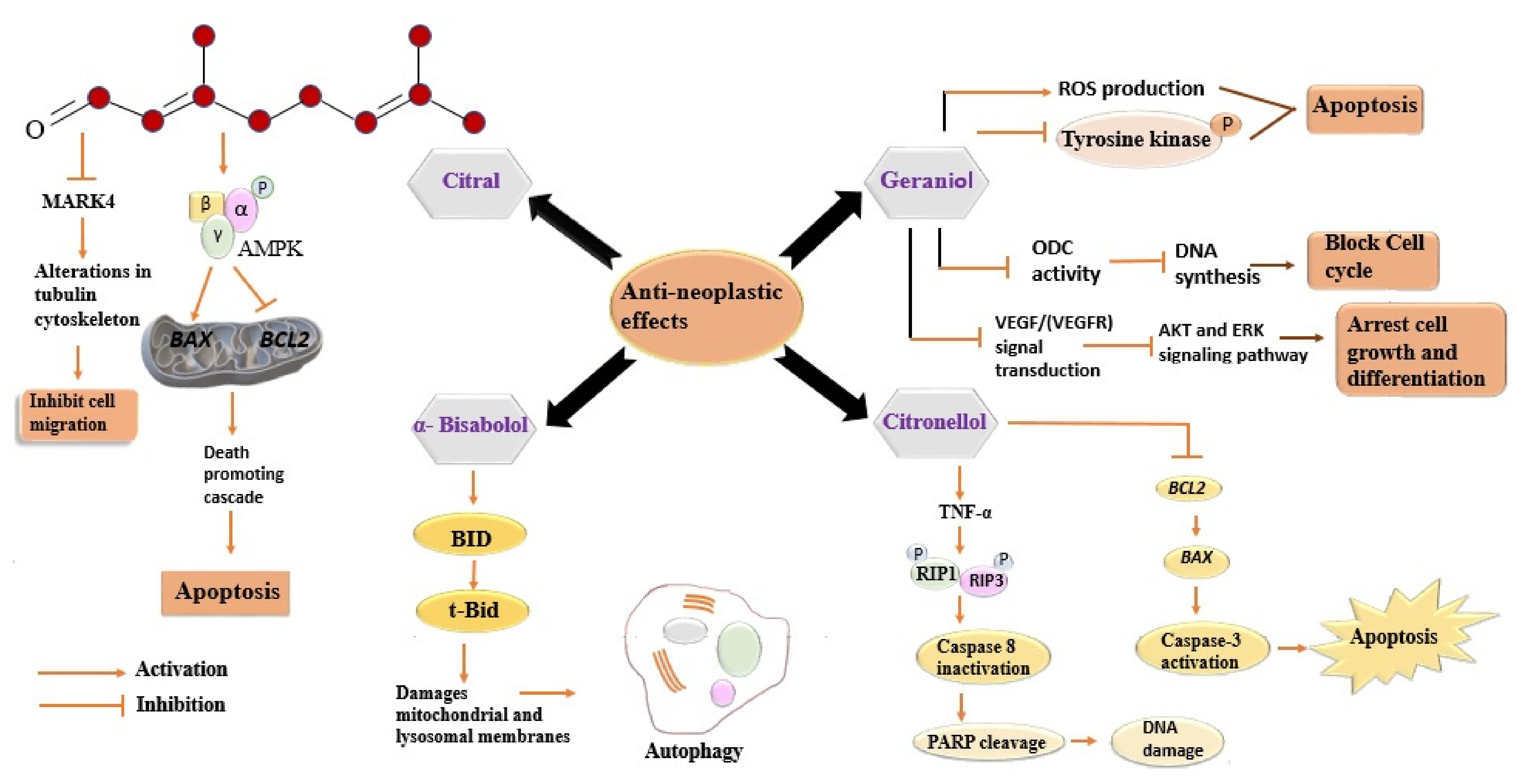 Antioxidants 11 00020 g004