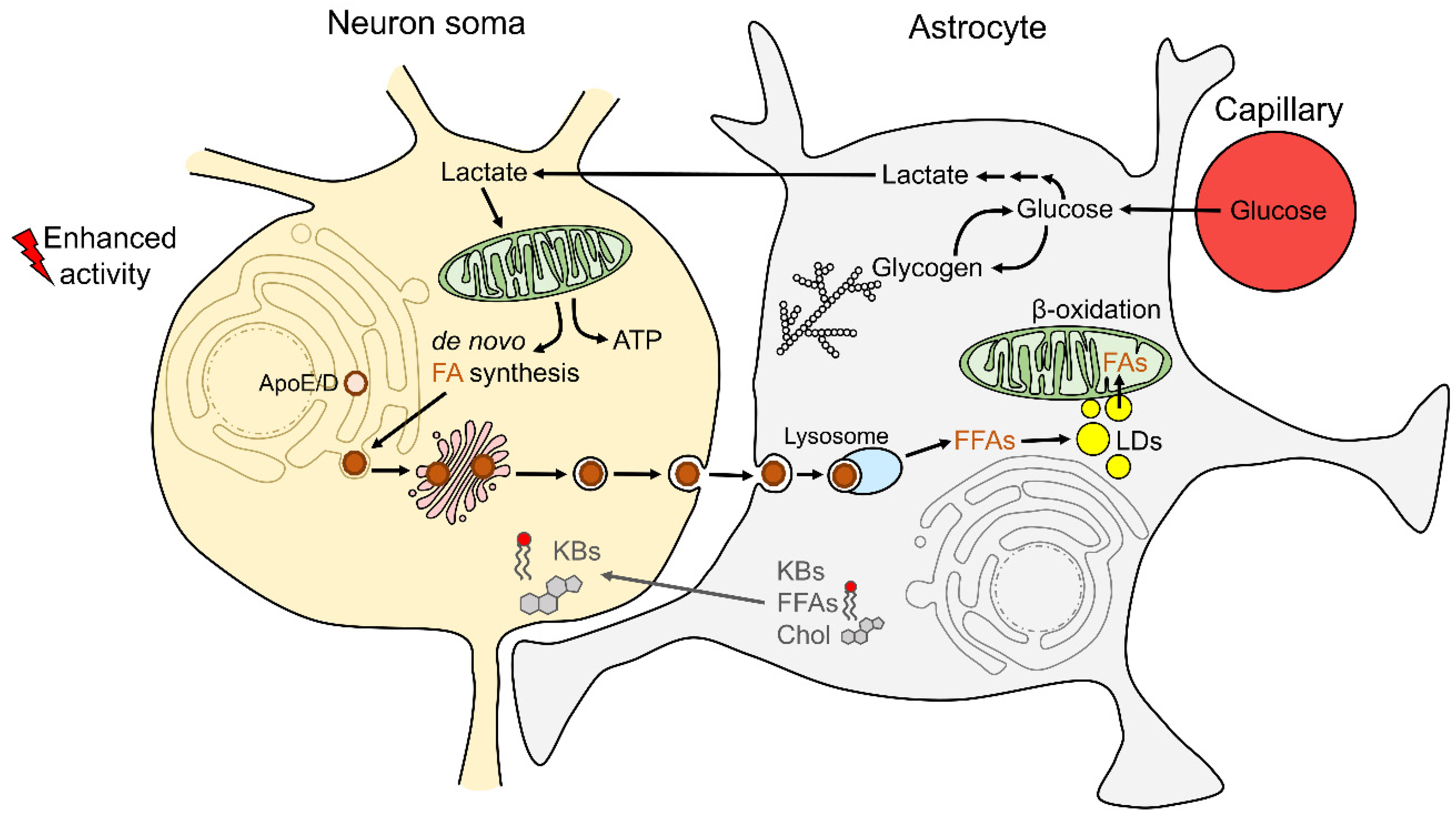 Antioxidants 11 00022 g001