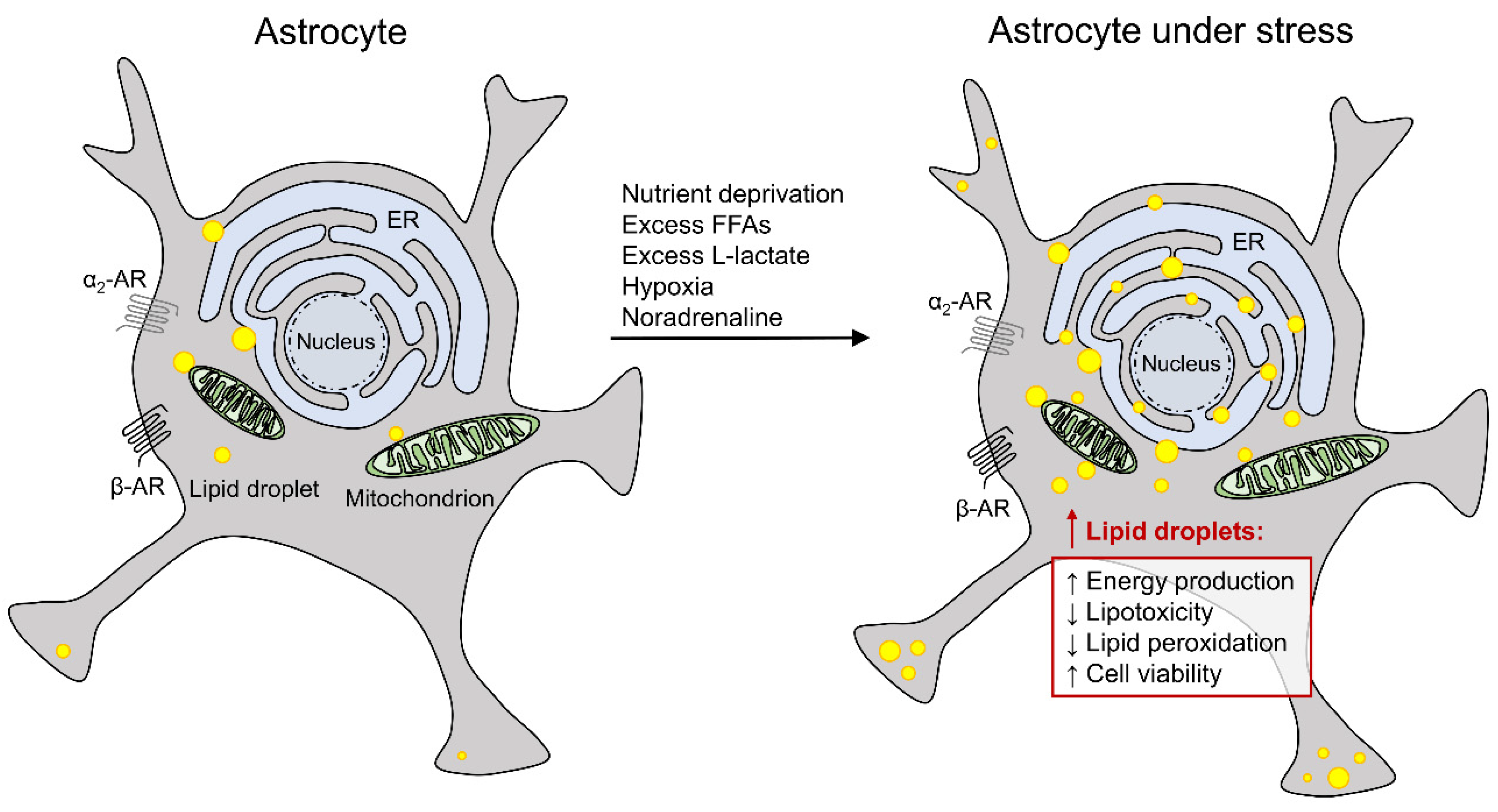 Antioxidants 11 00022 g002