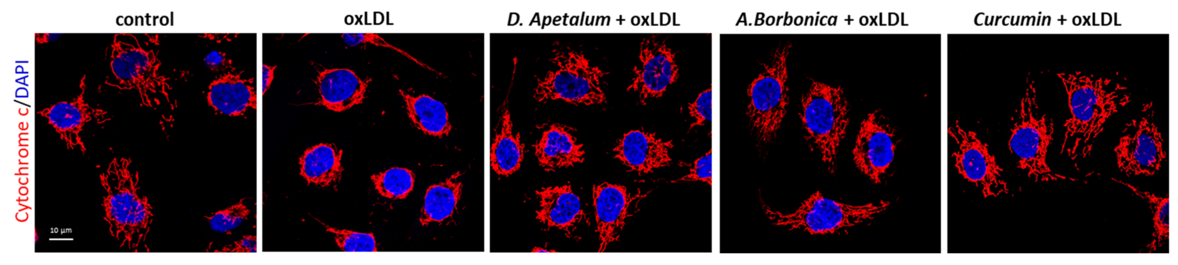 Antioxidants 11 00034 g005