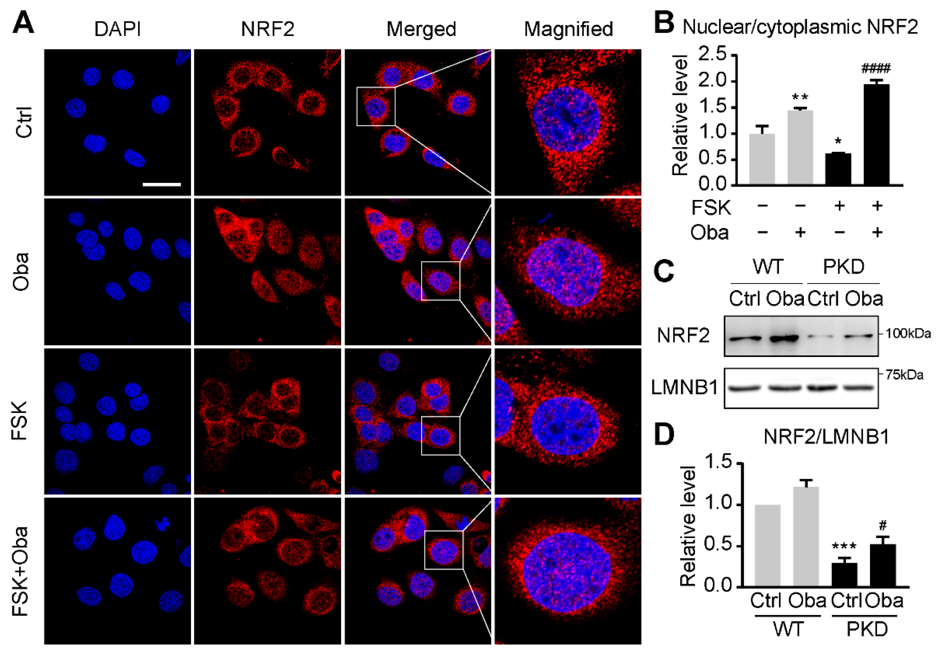 Antioxidants 11 00038 g005