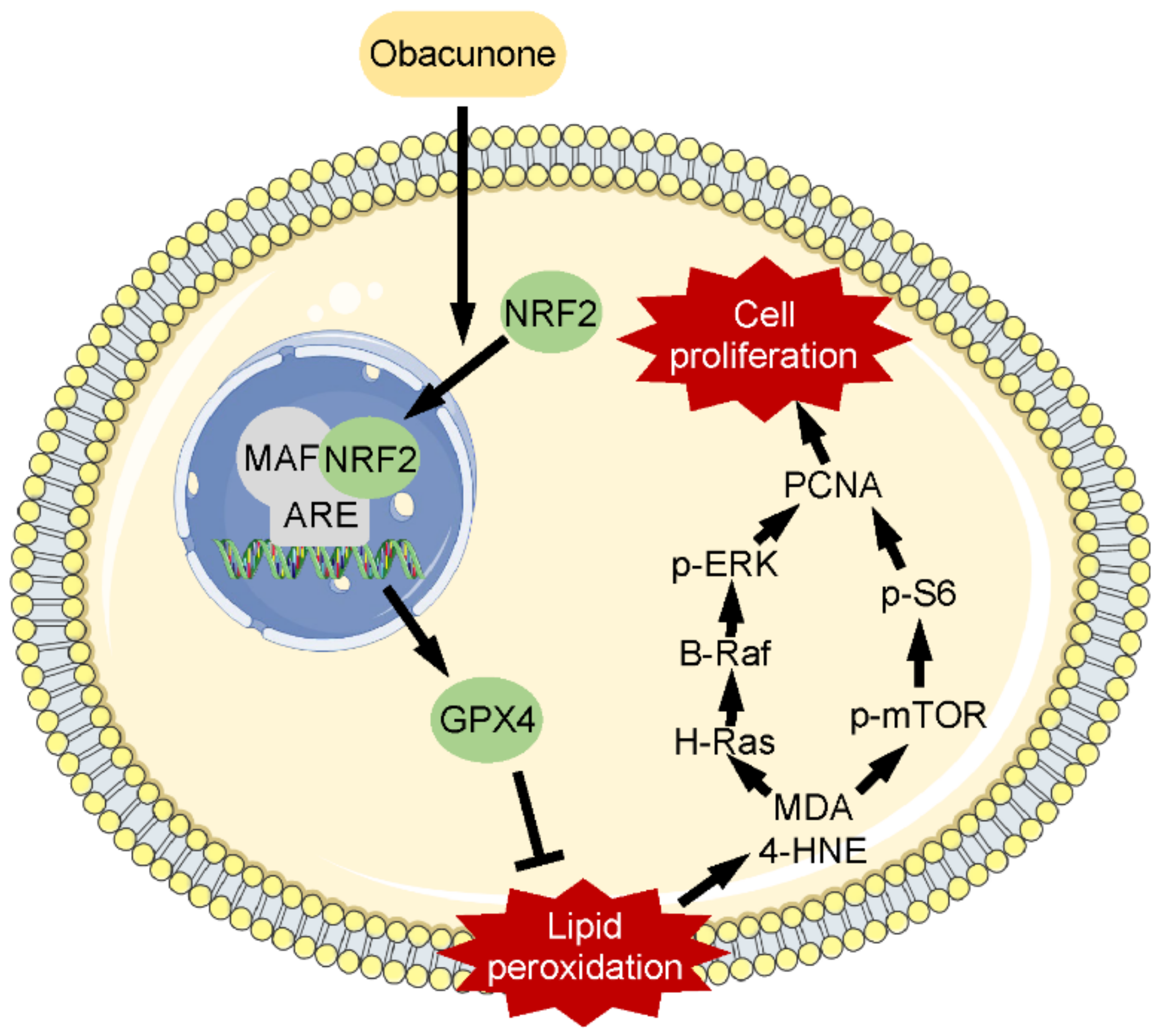Antioxidants 11 00038 g008
