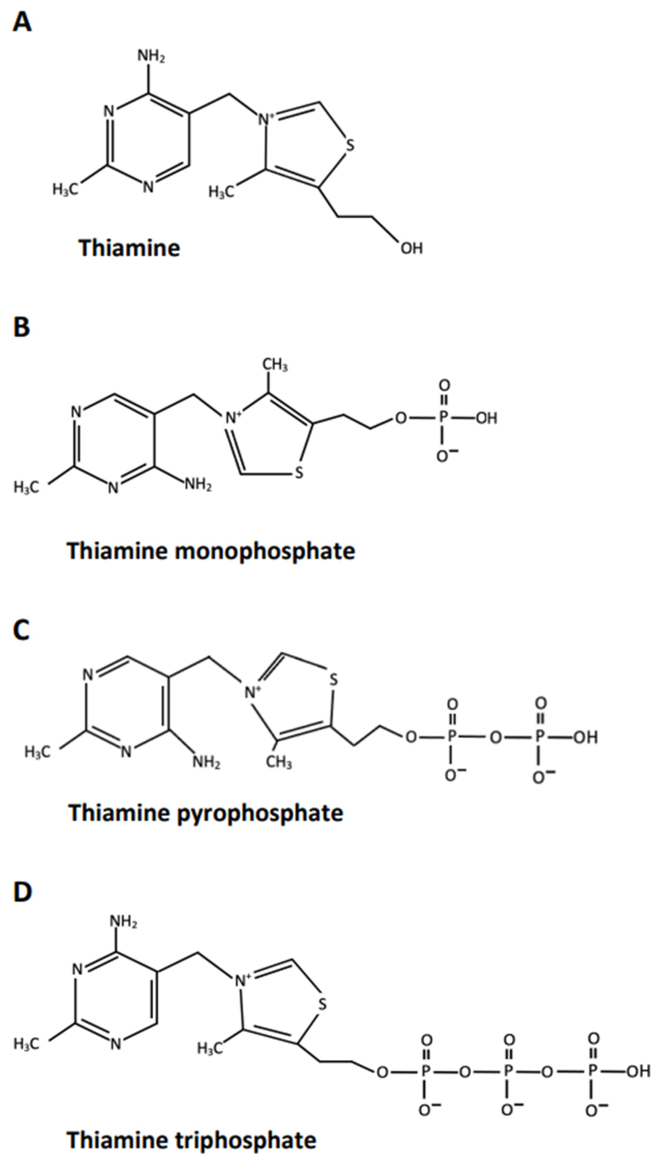 Antioxidants 11 00042 g001 Antioxidants 11 00042 g001
