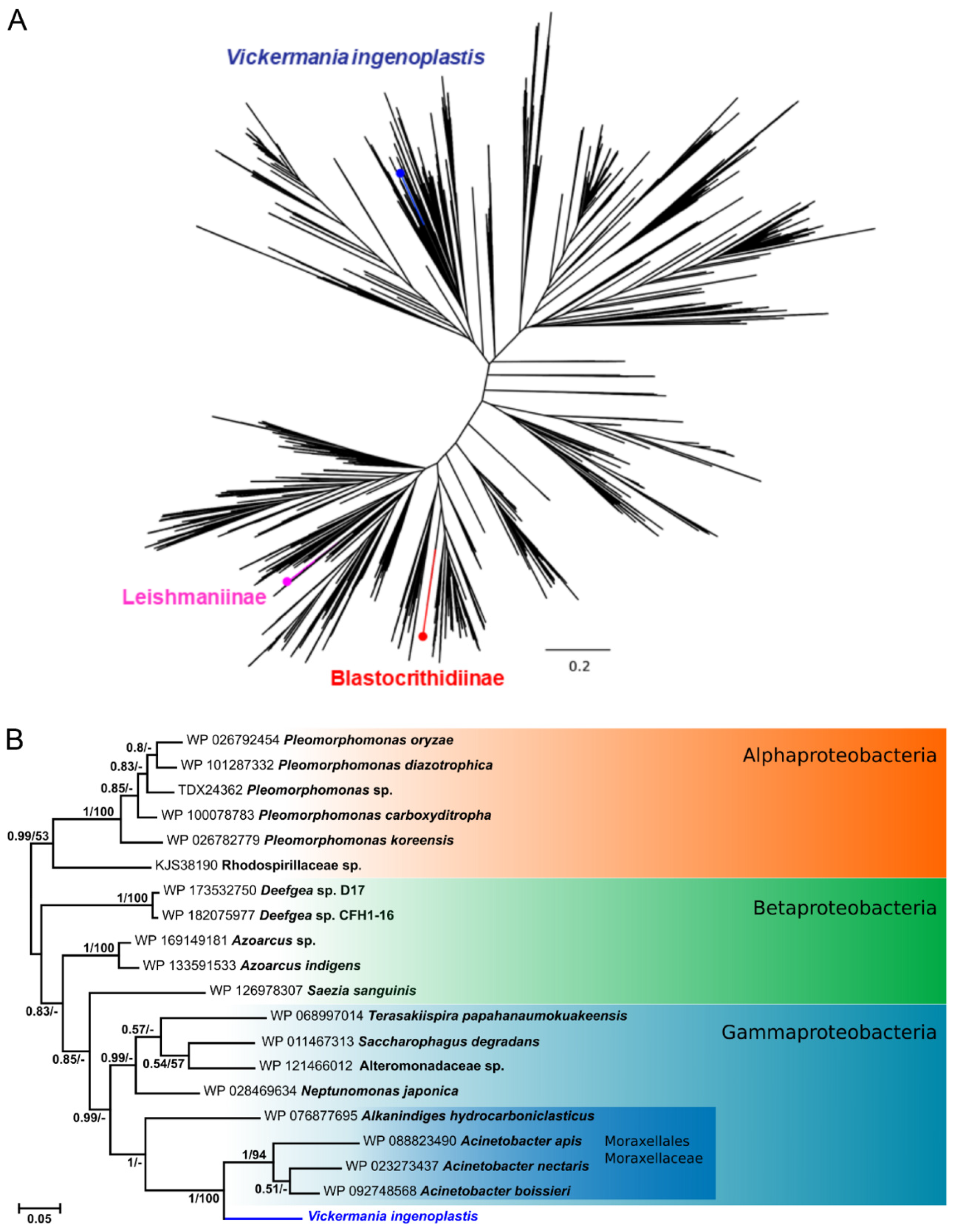 Antioxidants 11 00046 g001