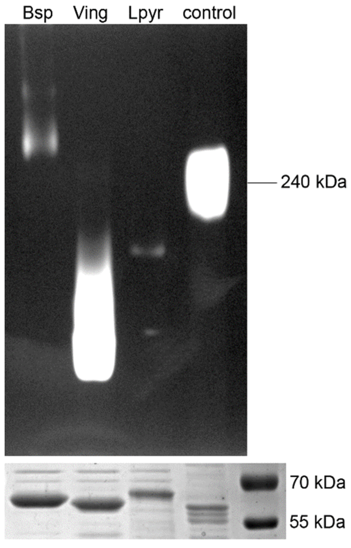 Antioxidants 11 00046 g004