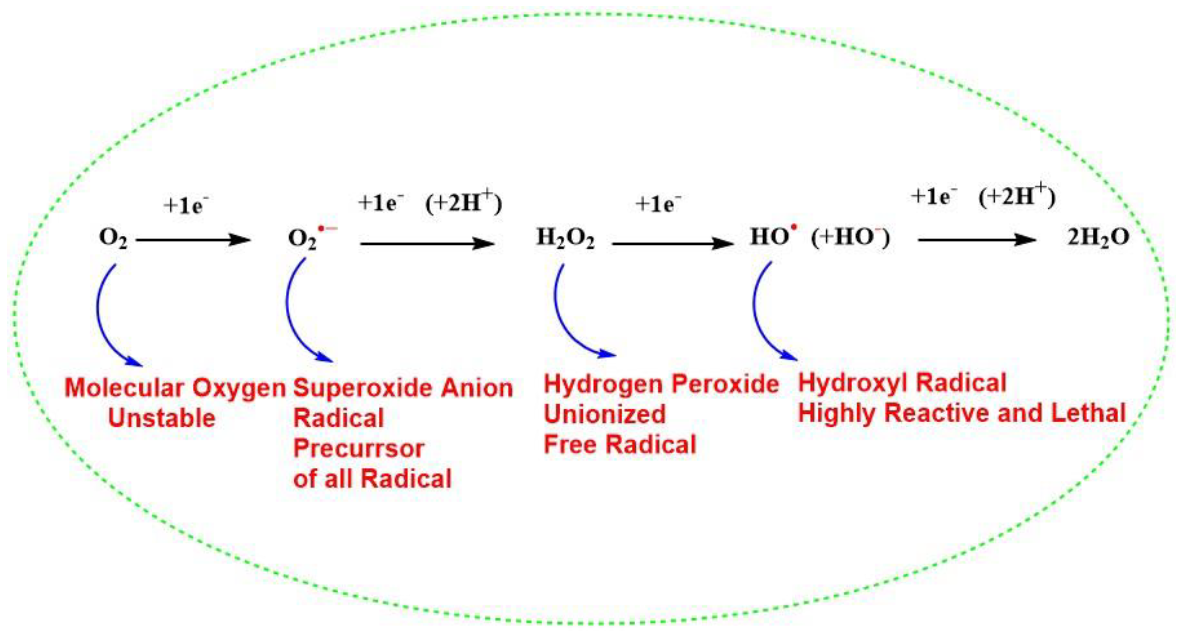 Antioxidants 11 00052 g001