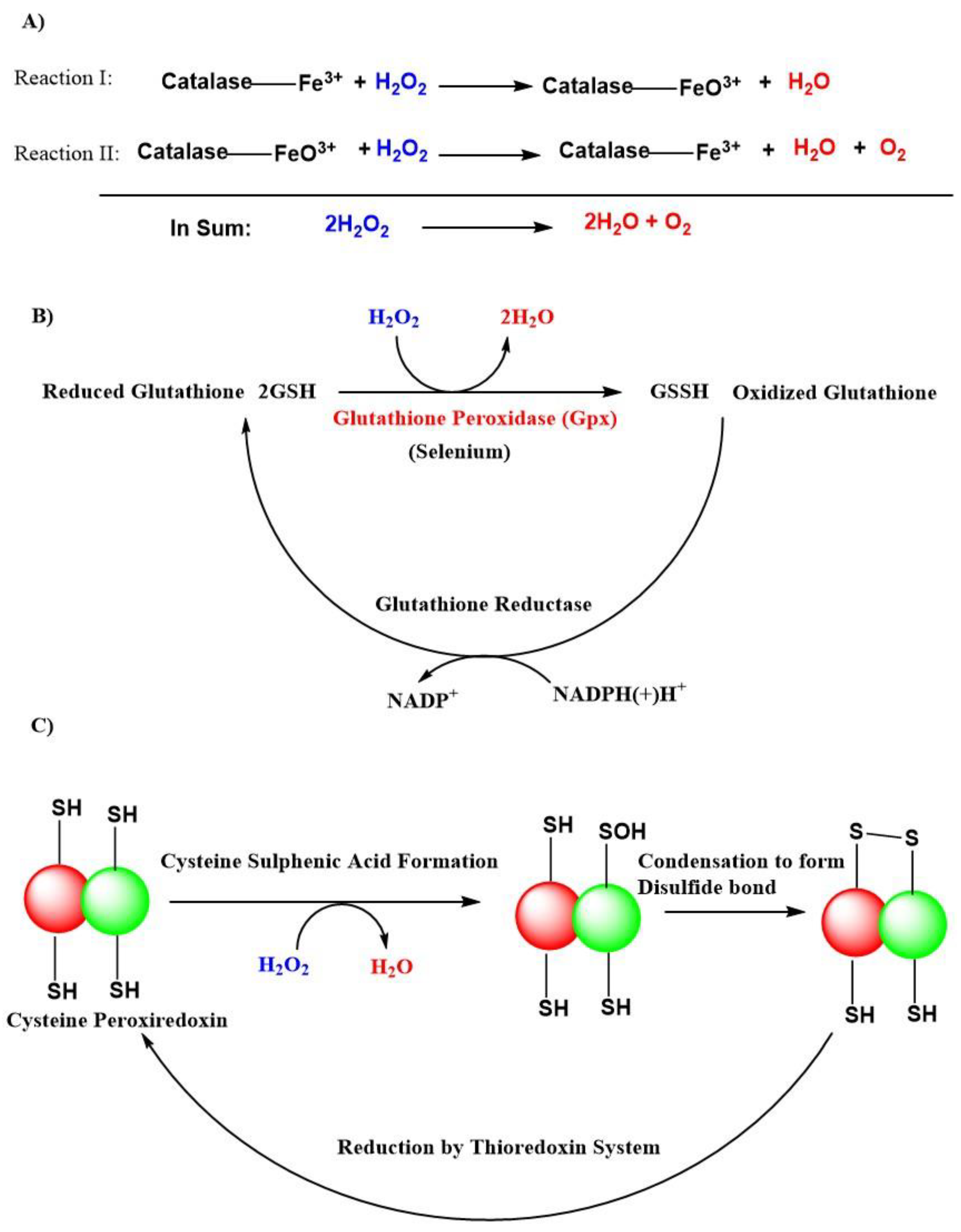 Antioxidants 11 00052 g003
