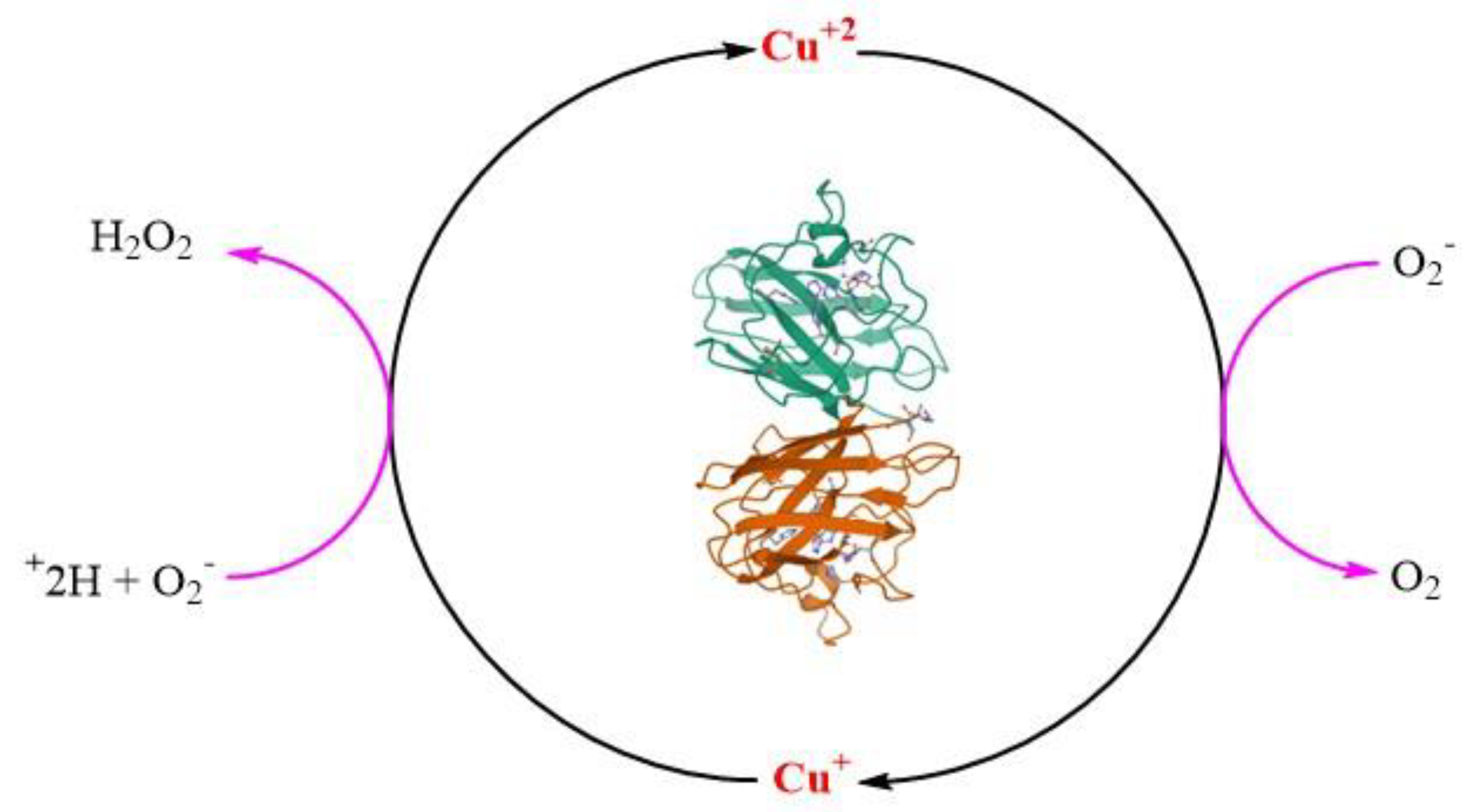 Antioxidants 11 00052 g005