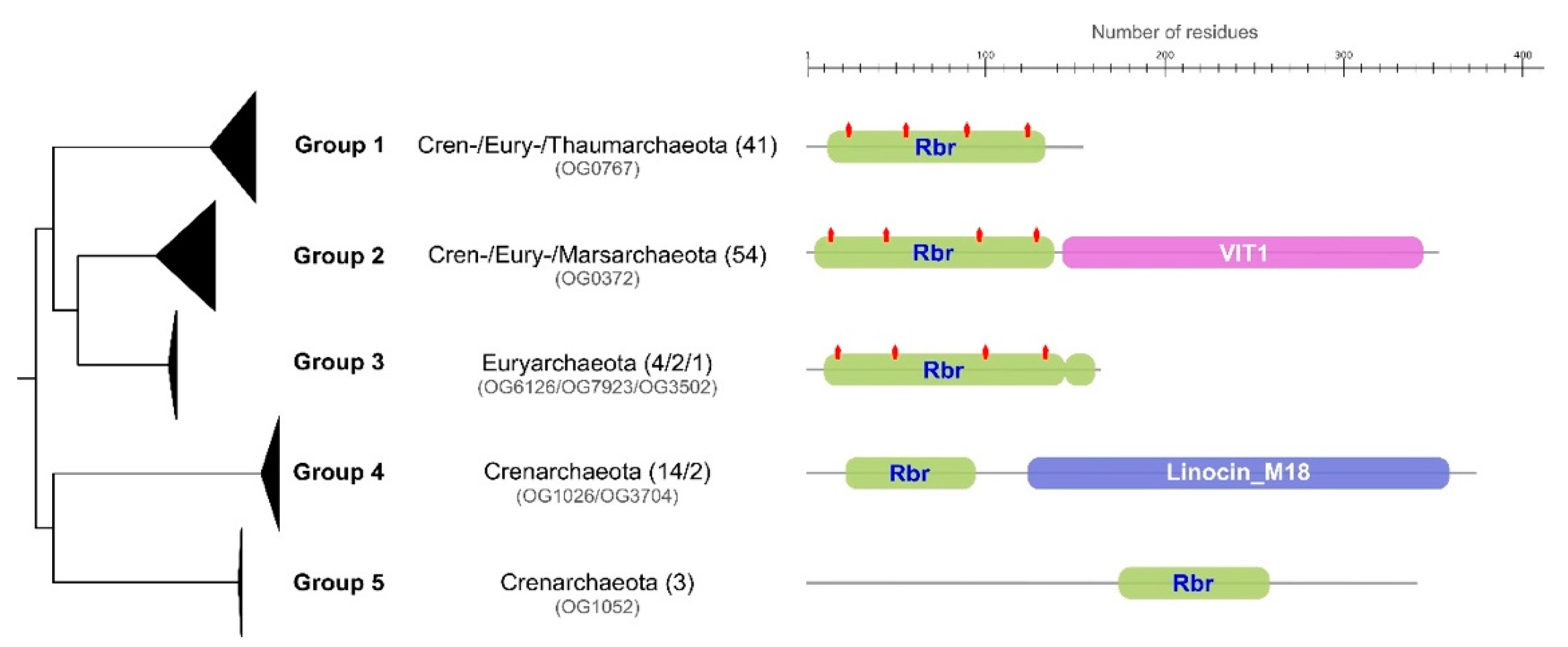 Antioxidants 11 00059 g004