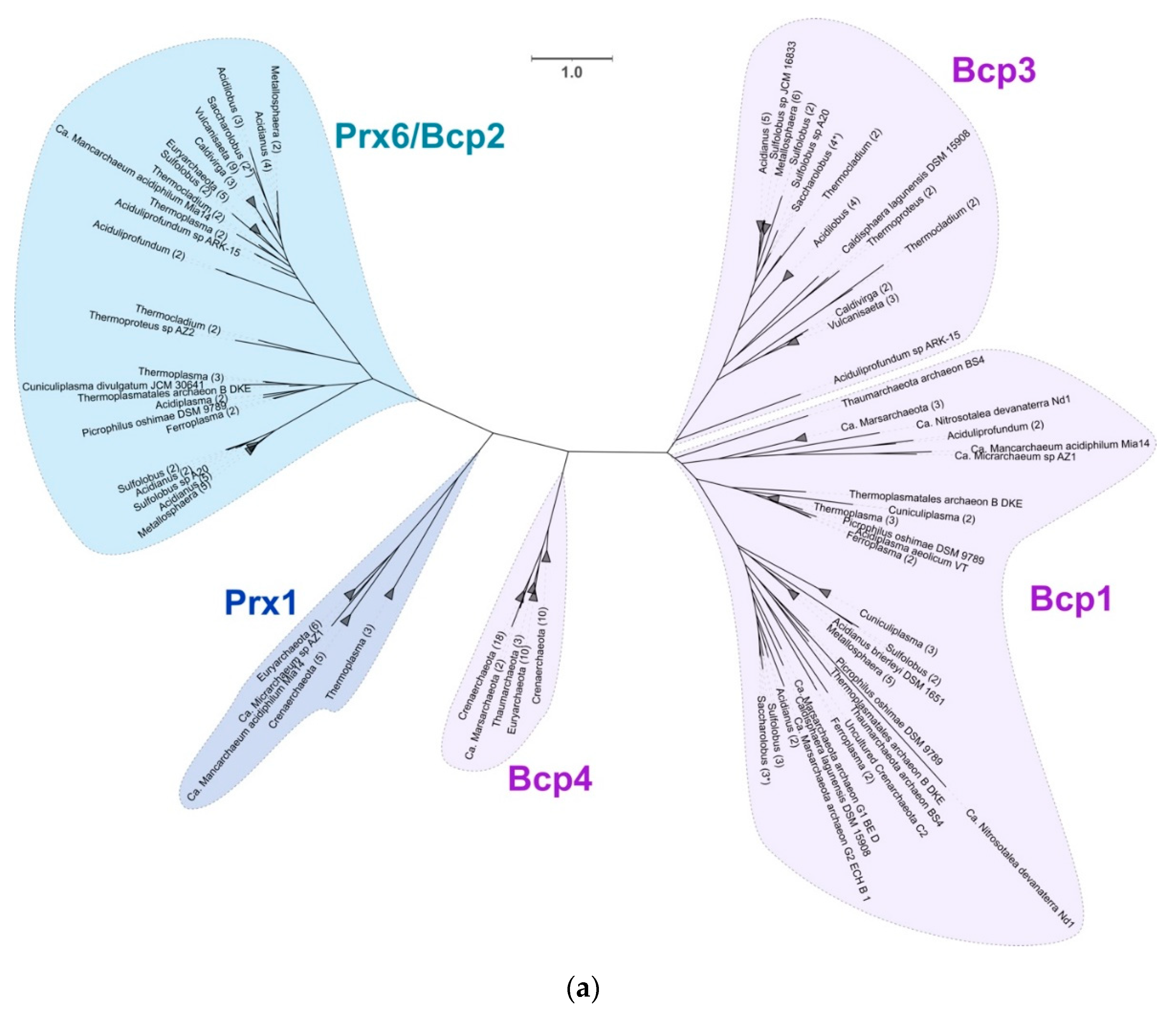 Antioxidants 11 00059 g005a