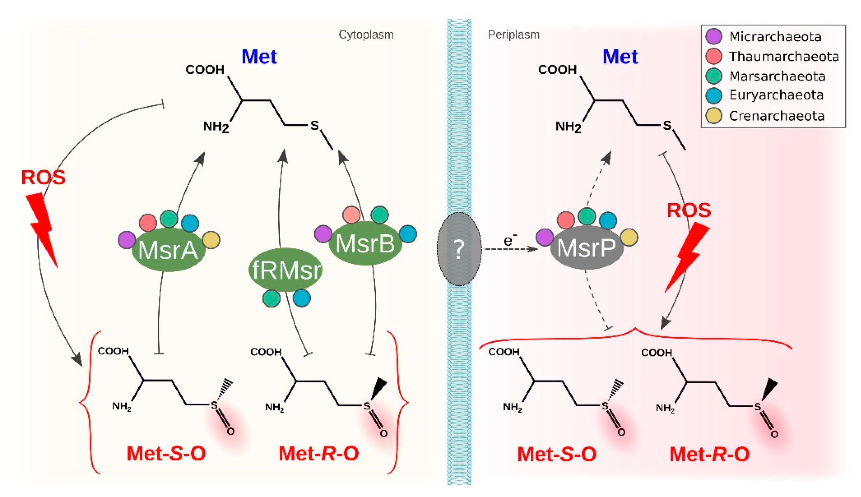 Antioxidants 11 00059 g006