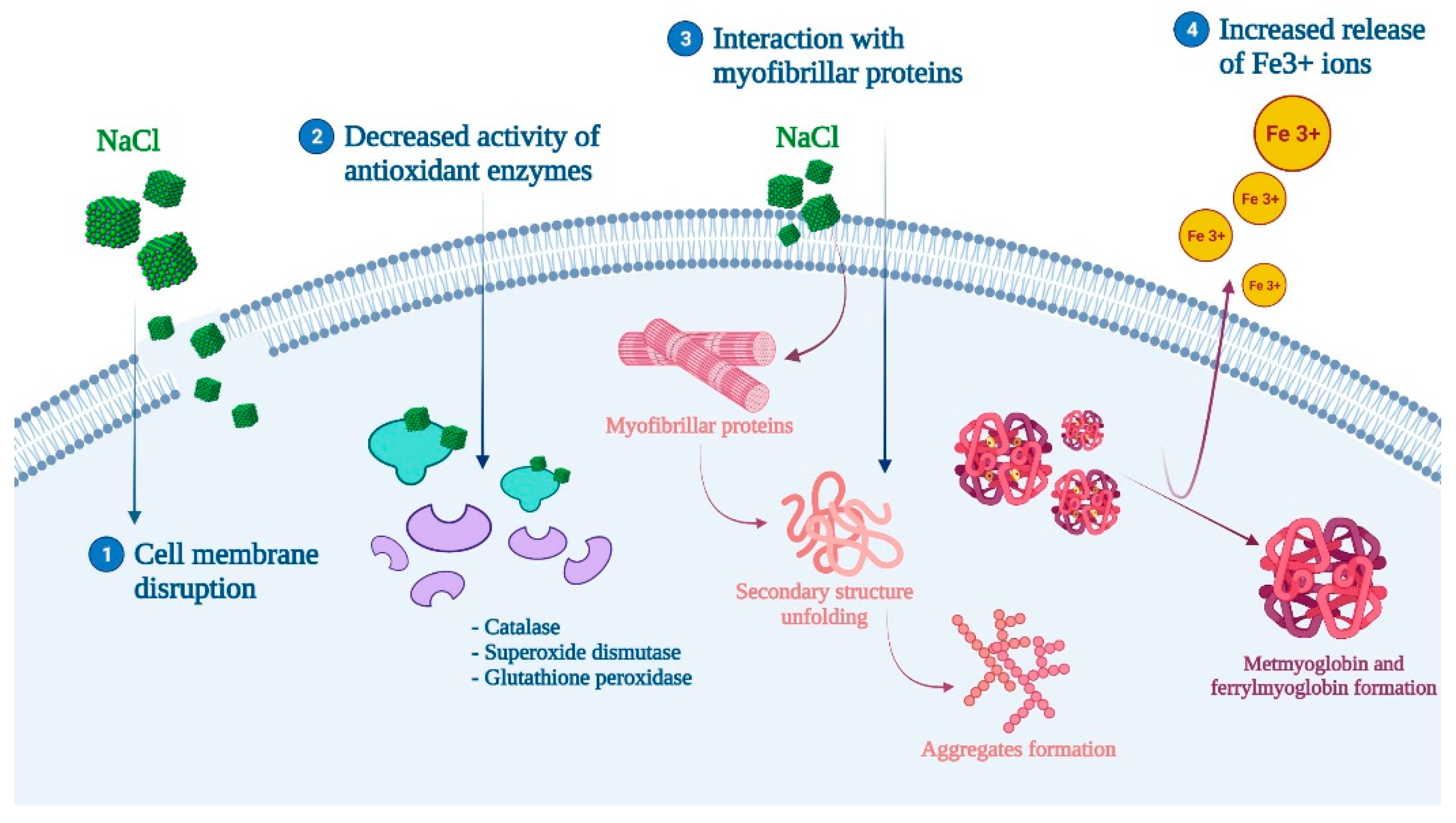 Antioxidants 11 00060 g003