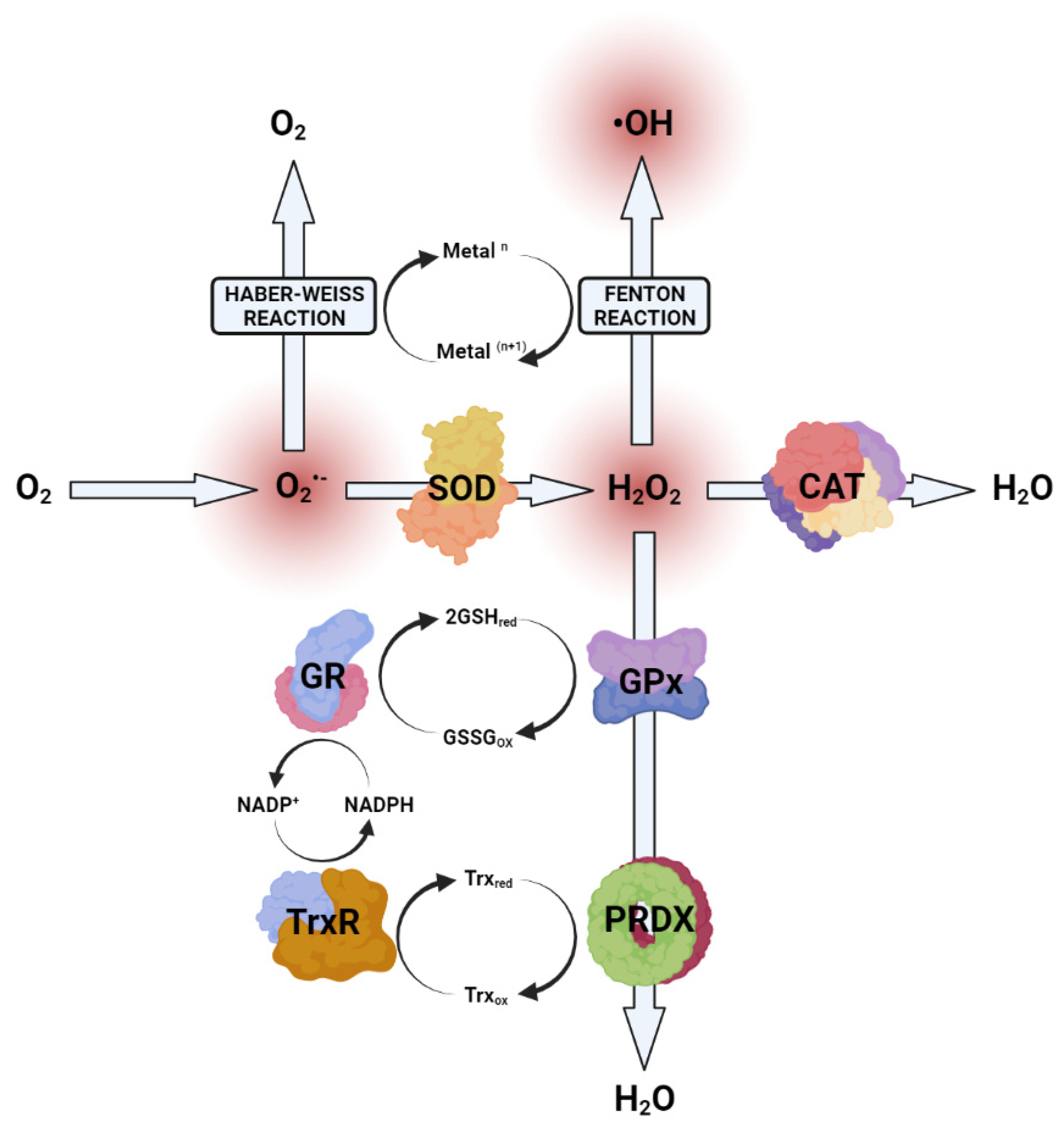 Antioxidants 11 00063 g006 Antioxidants 11 00063 g006