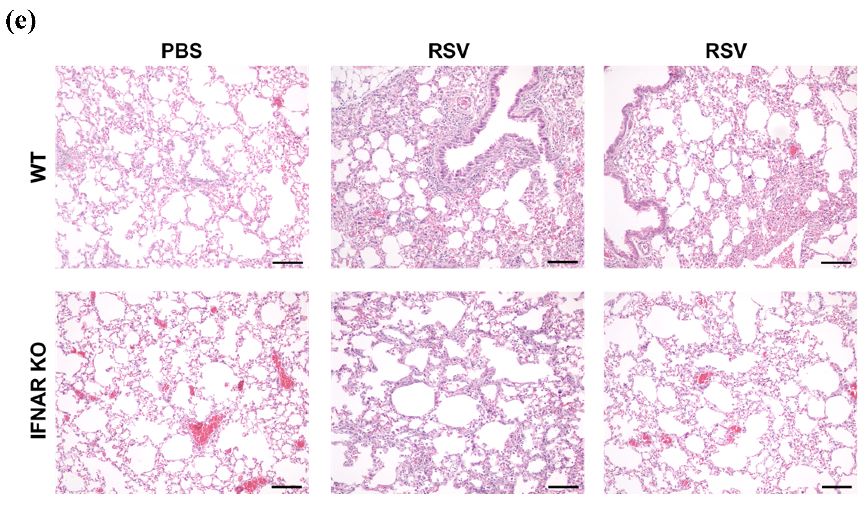 Antioxidants 11 00067 g003b