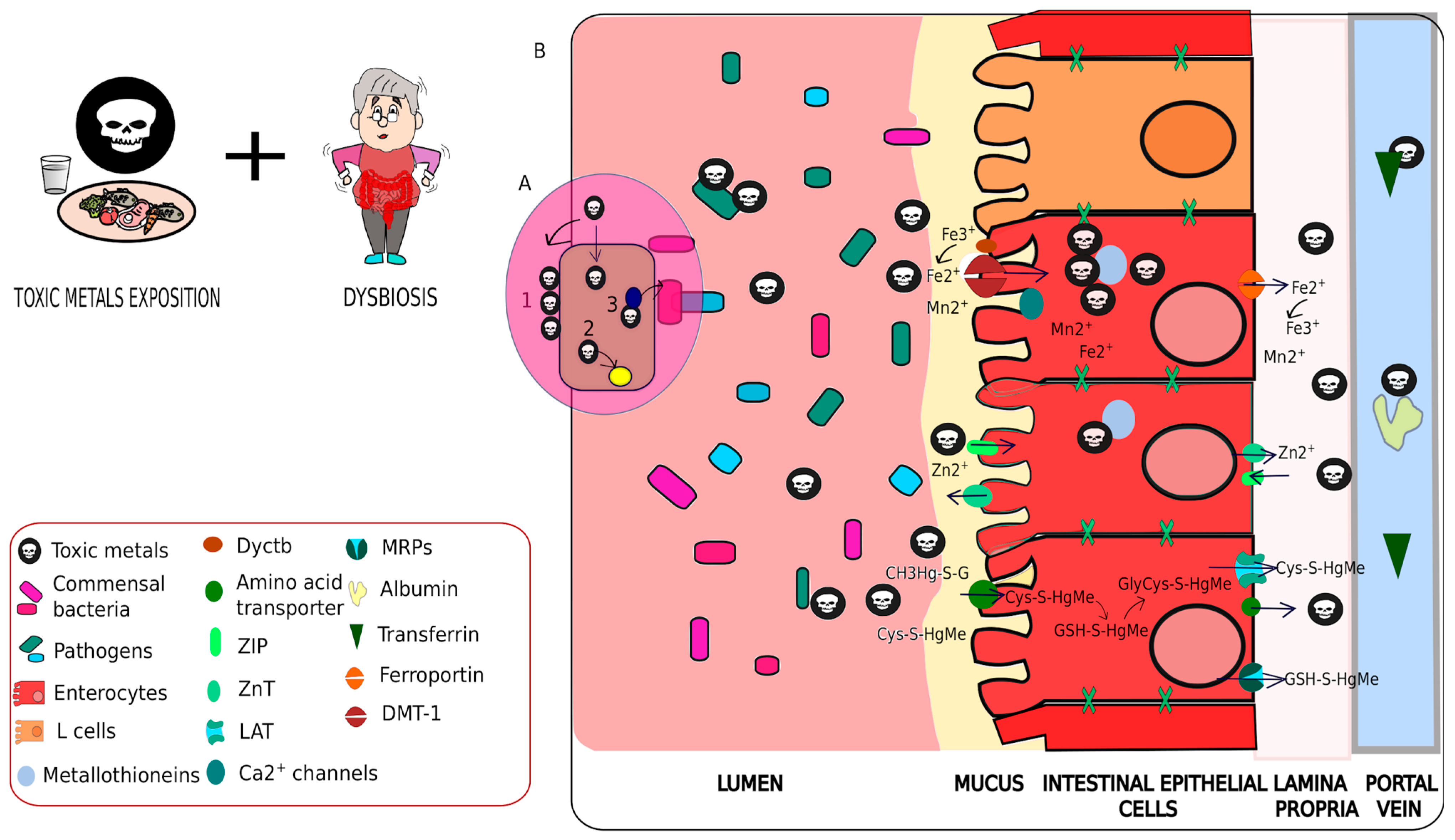 Antioxidants 11 00071 g004