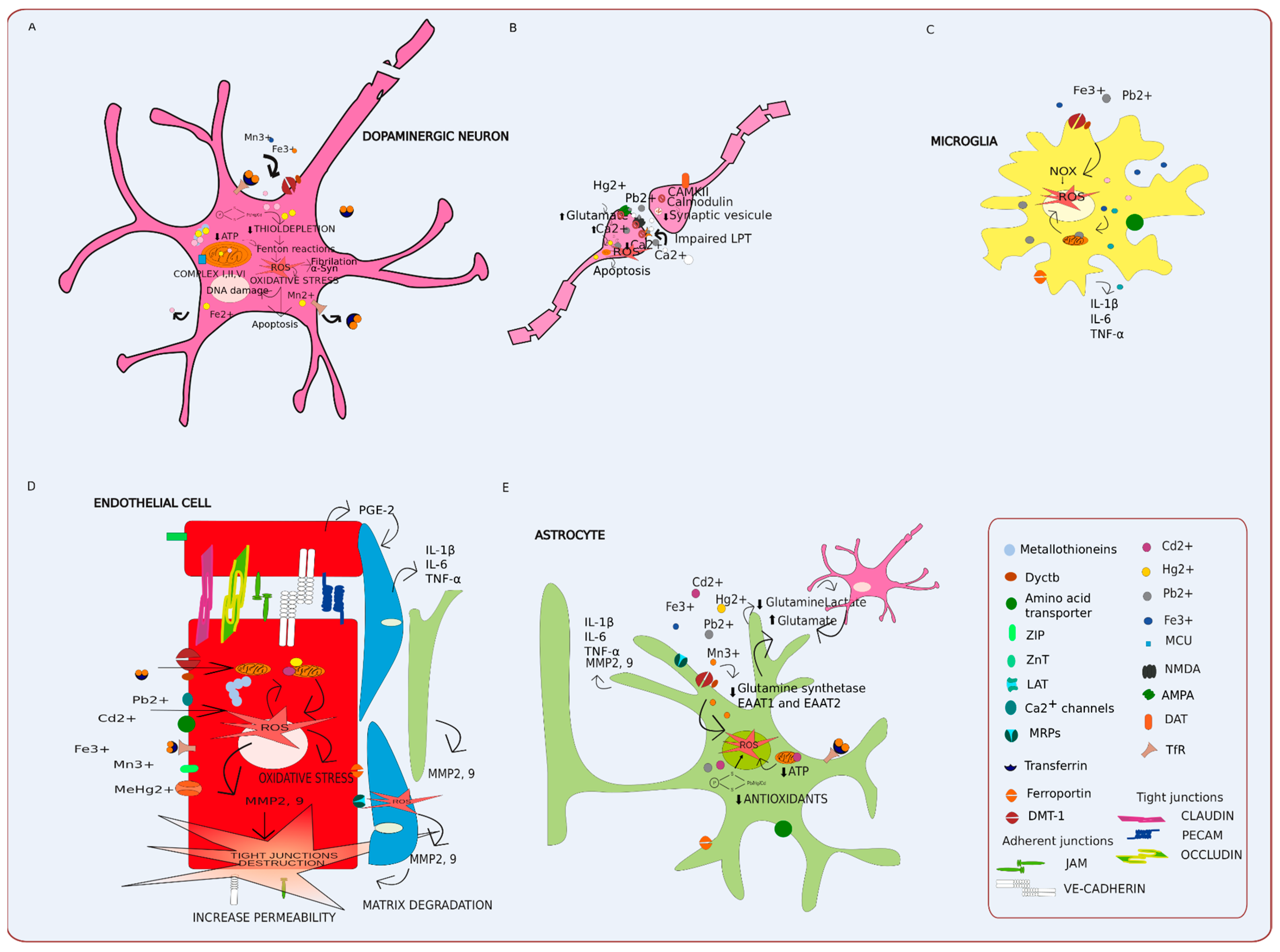 Antioxidants 11 00071 g005