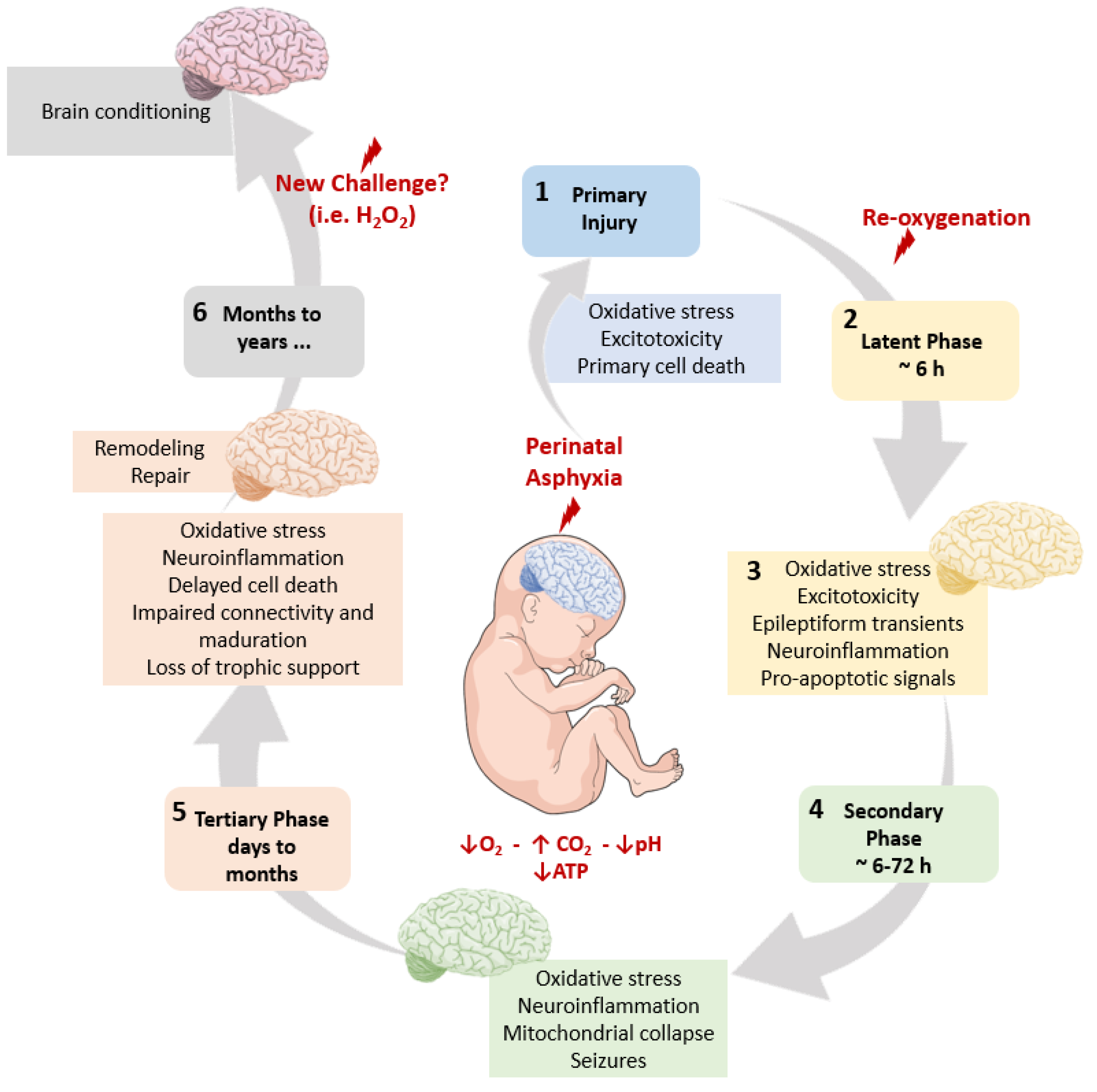 Antioxidants 11 00074 g001