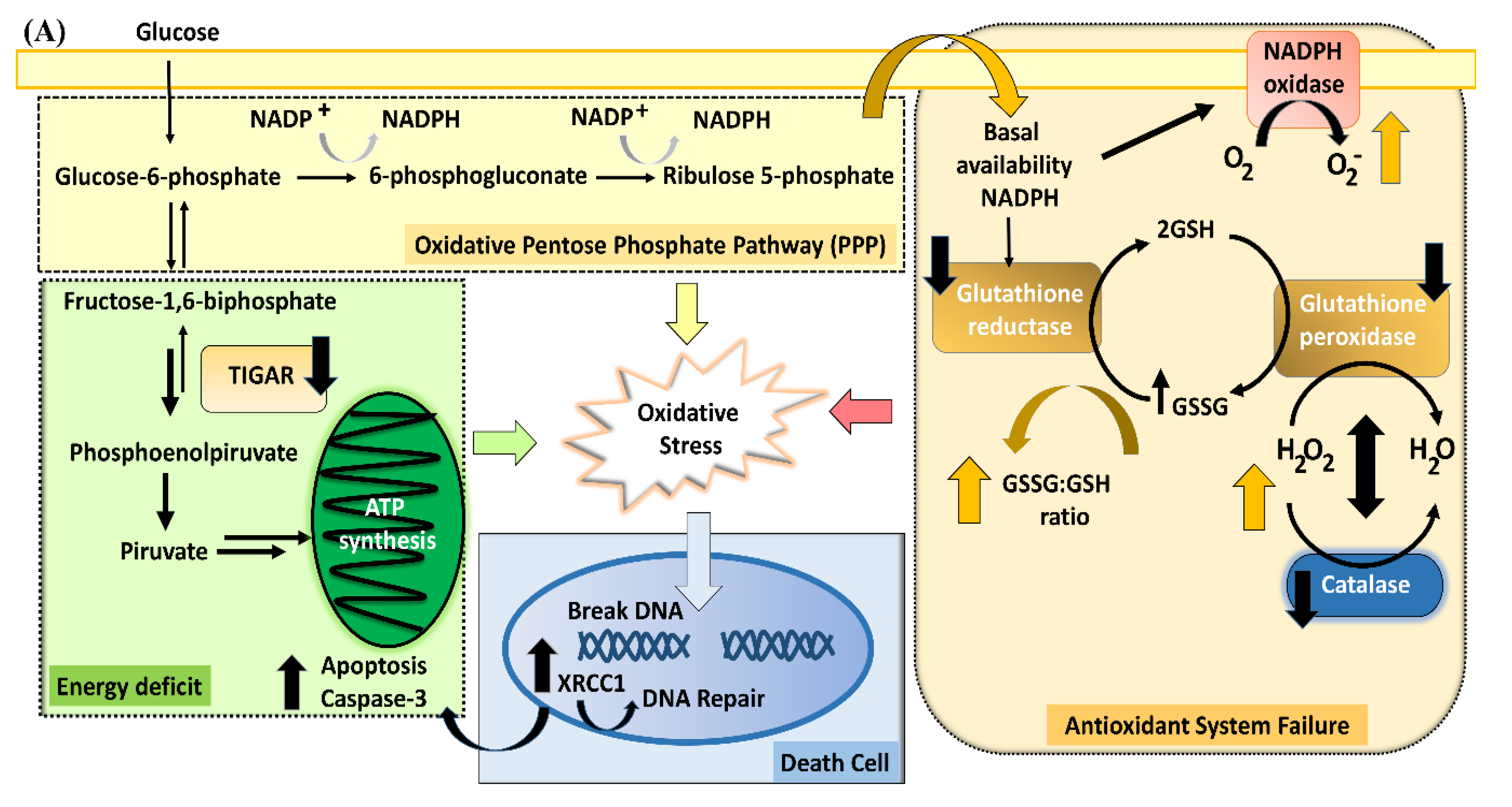 Antioxidants 11 00074 g003a