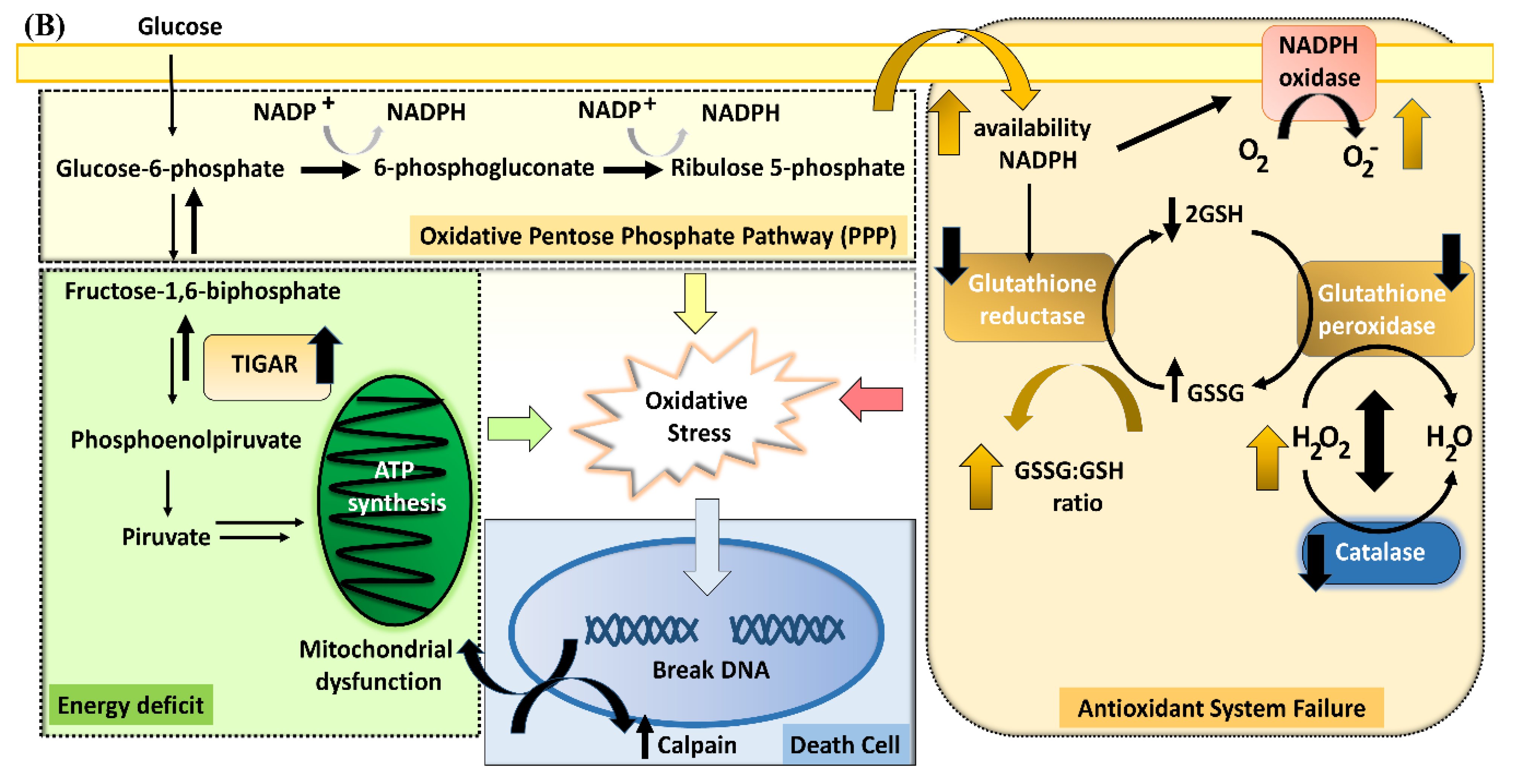 Antioxidants 11 00074 g003b
