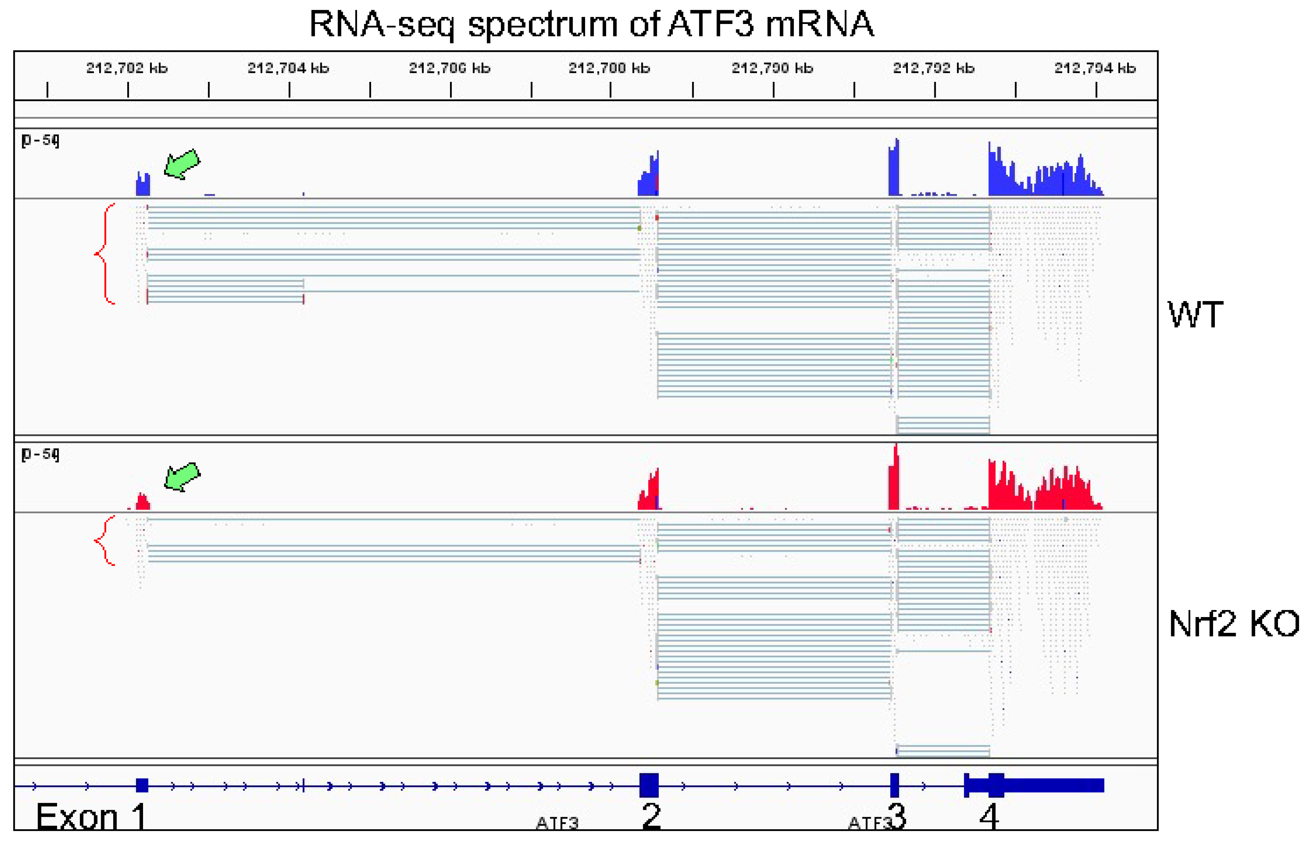 Antioxidants 11 00077 g005