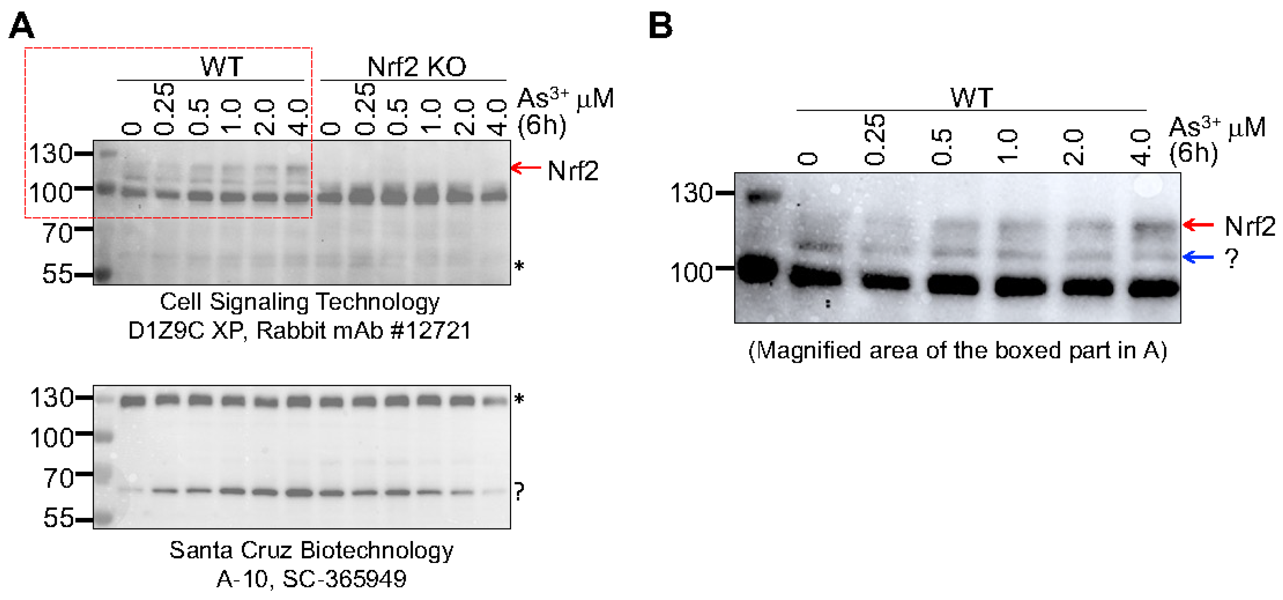 Antioxidants 11 00077 g008