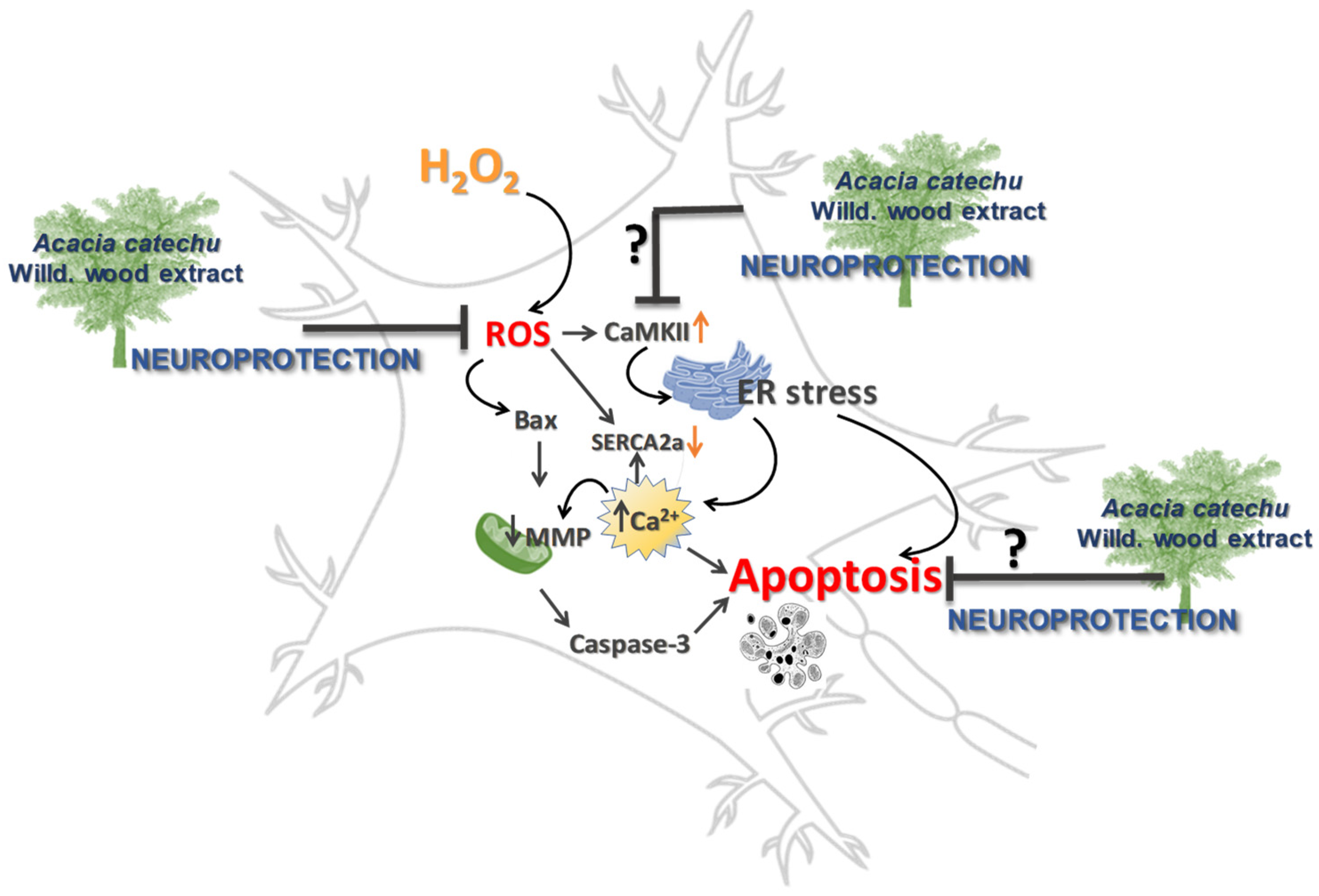 Antioxidants 11 00081 g009