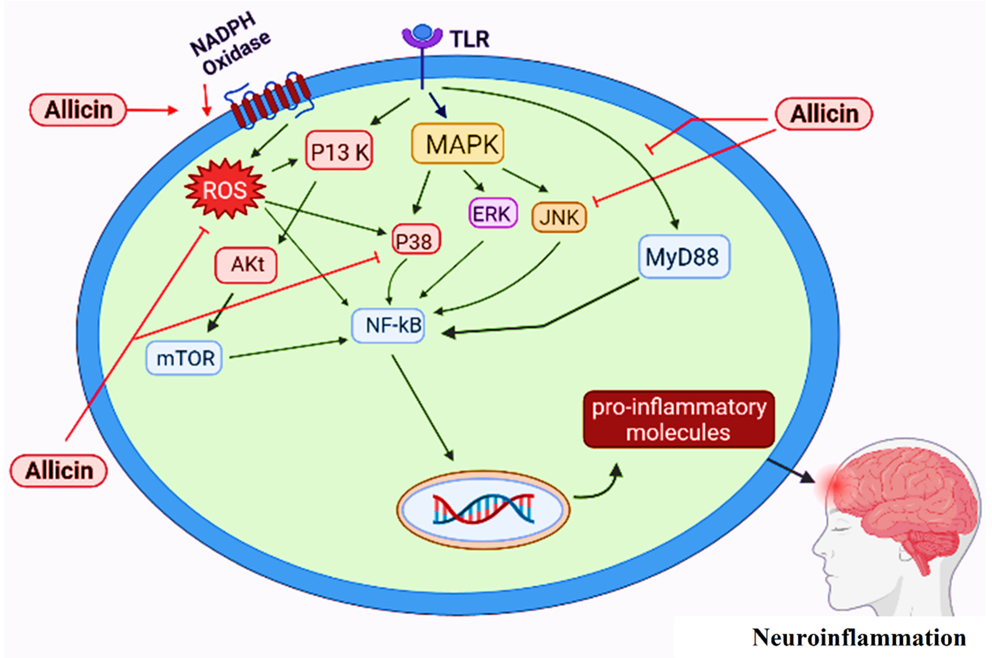 Antioxidants 11 00087 g007