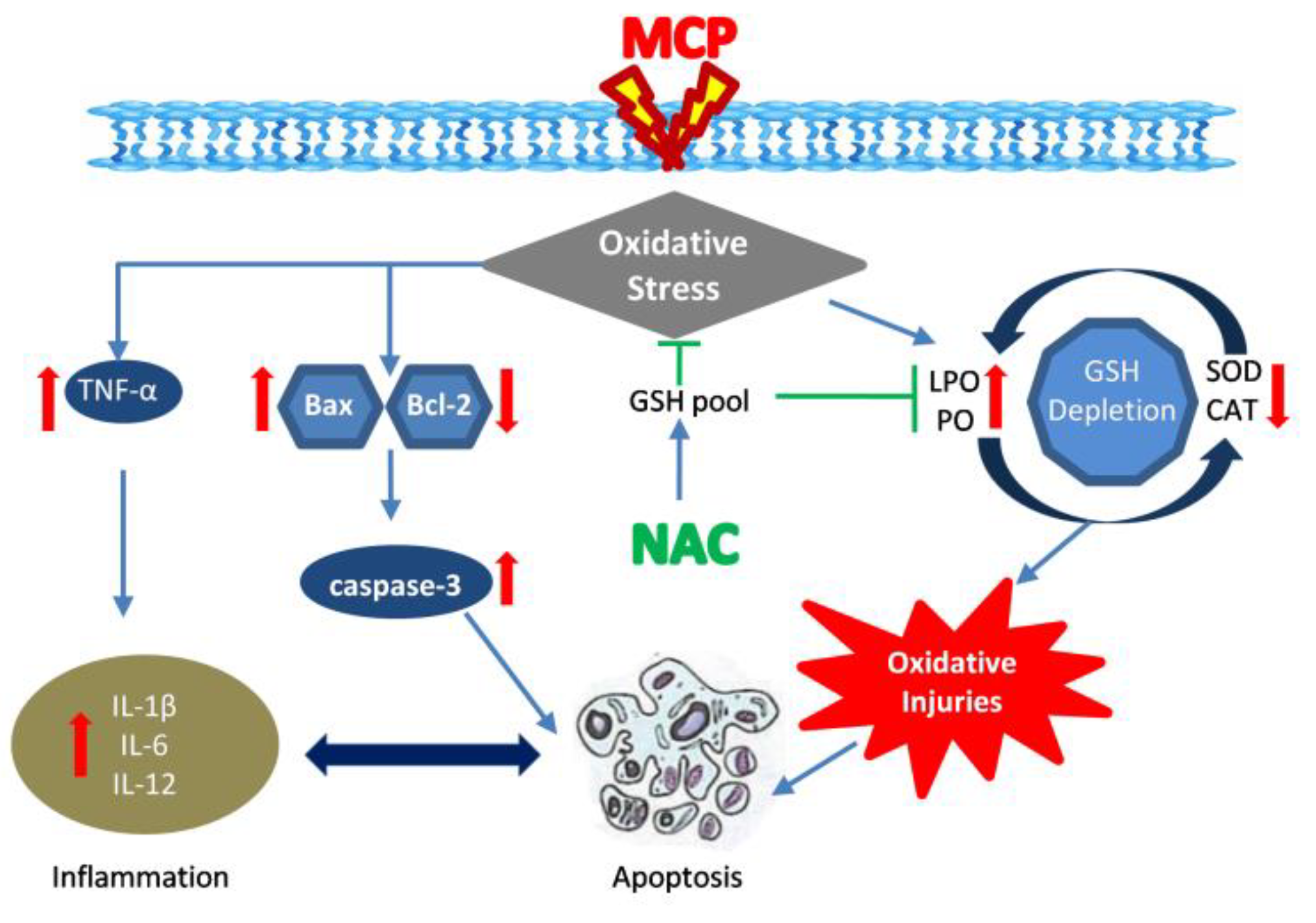 Antioxidants 11 00090 g005