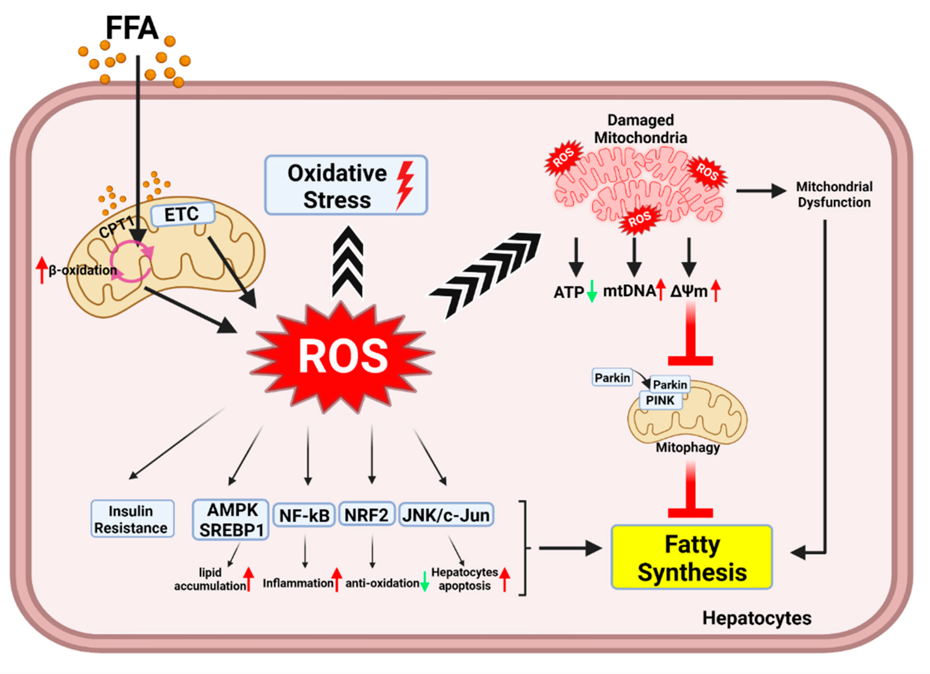 Antioxidants 11 00091 g002
