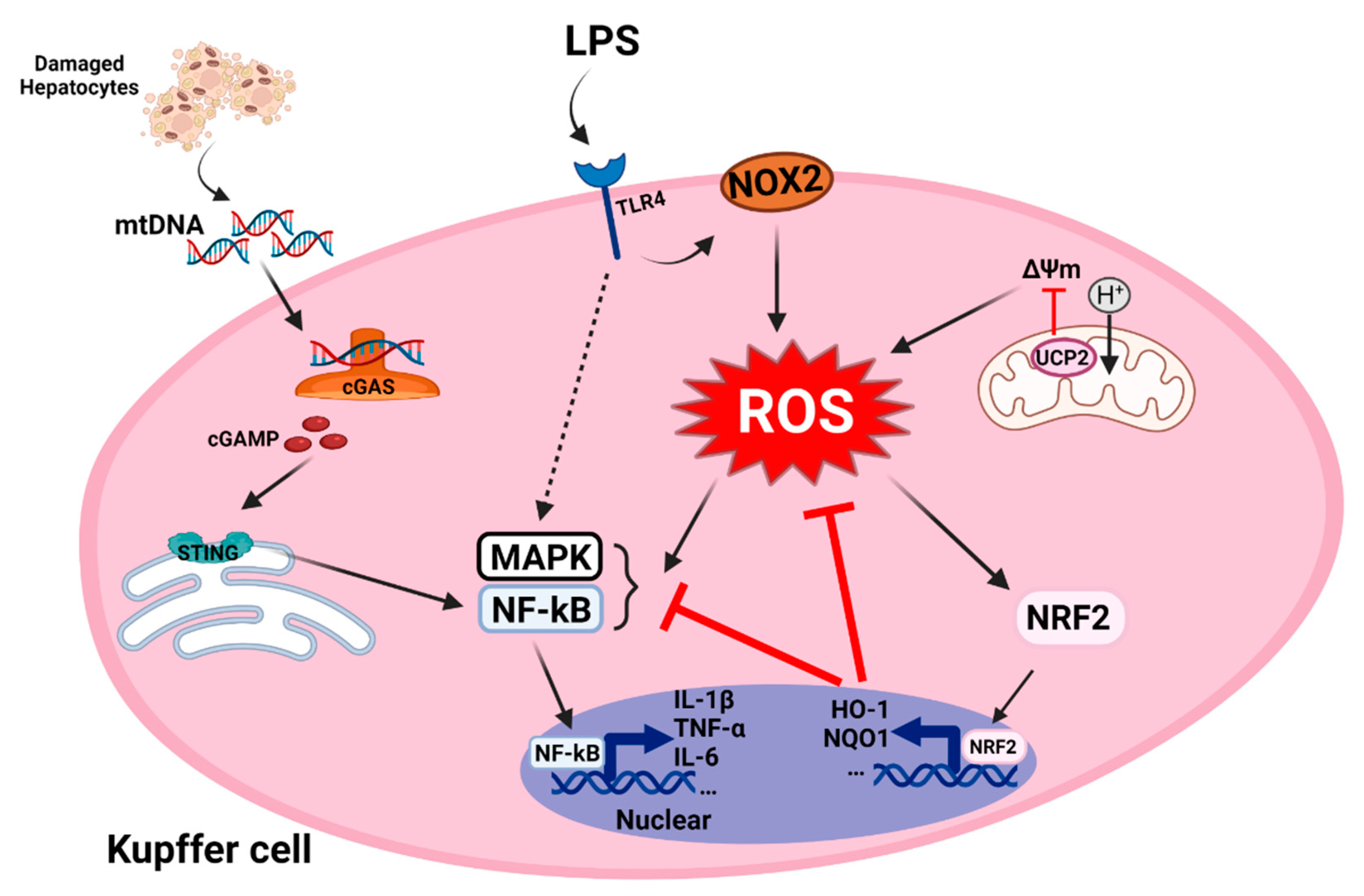 Antioxidants 11 00091 g003