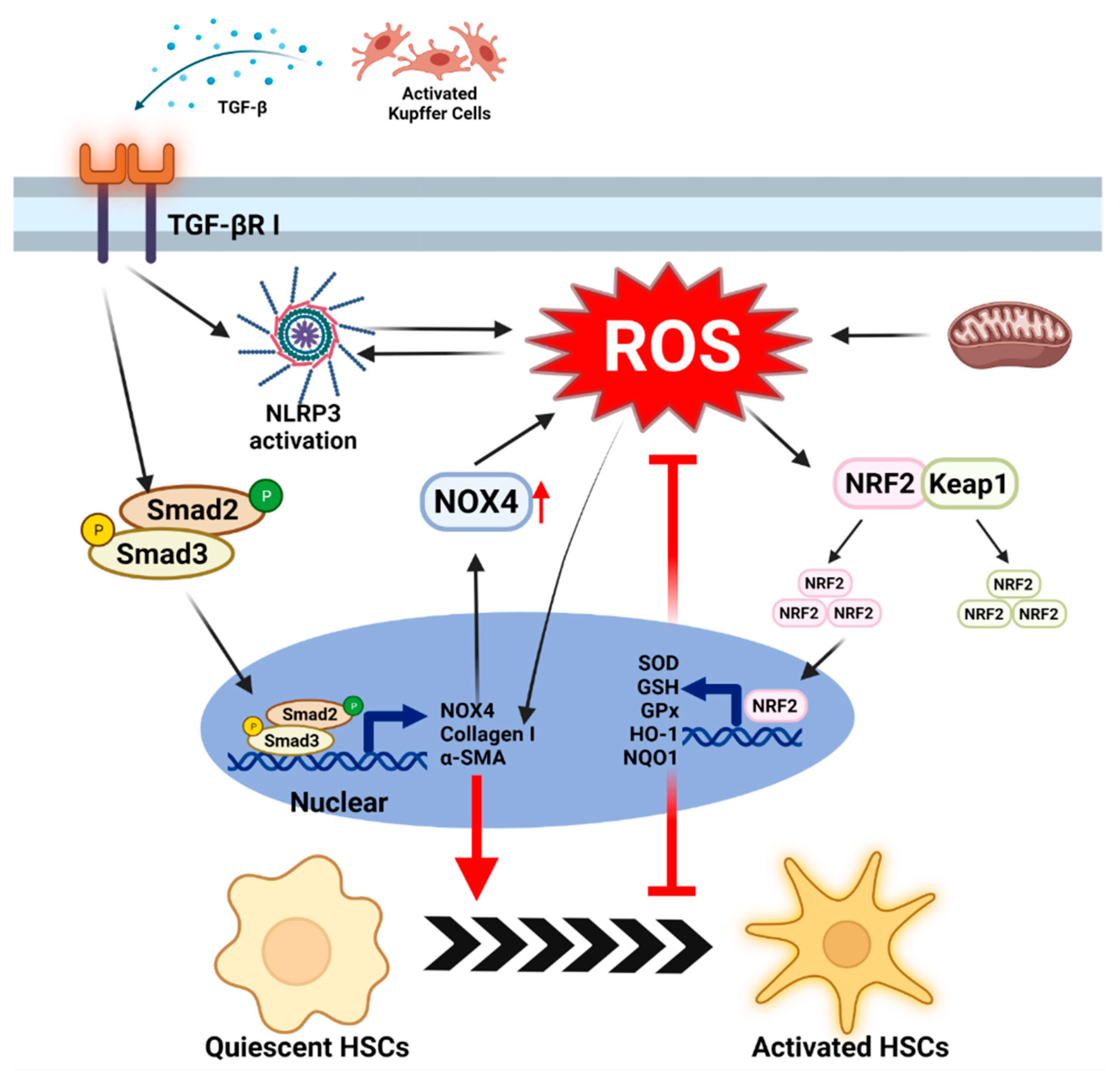 Antioxidants 11 00091 g004