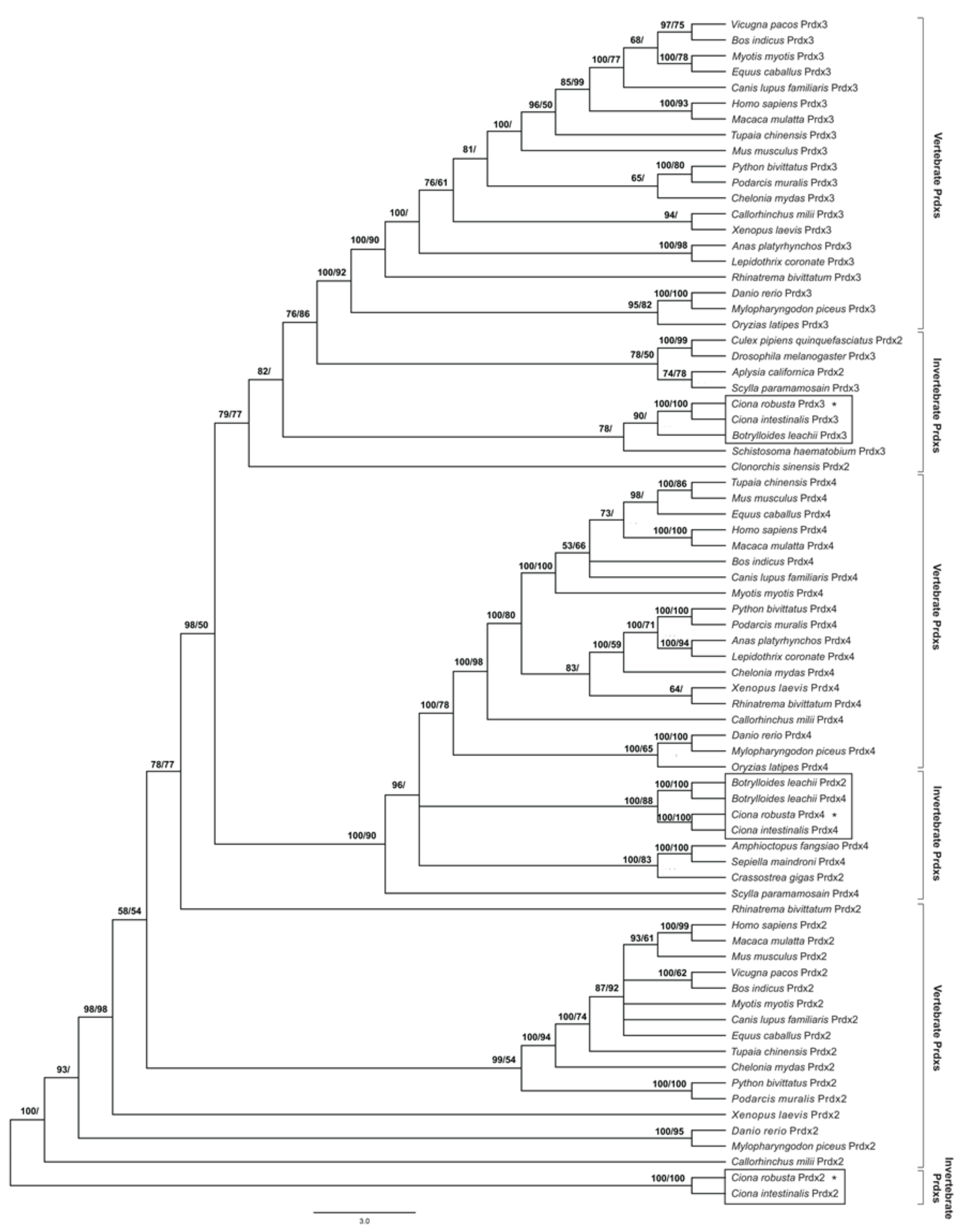 Antioxidants 11 00093 g001 Antioxidants 11 00093 g001
