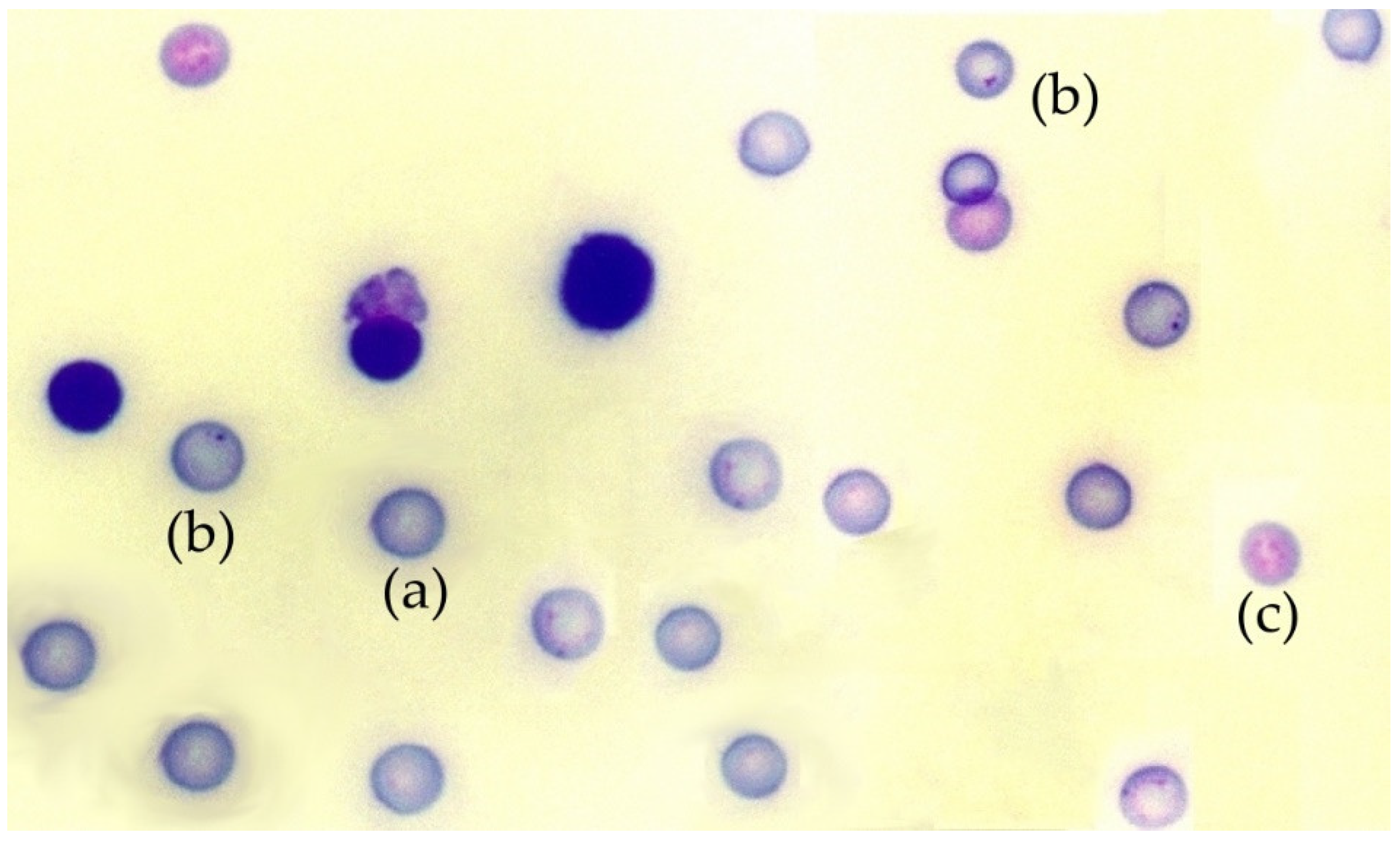 Antioxidants 11 00094 g001
