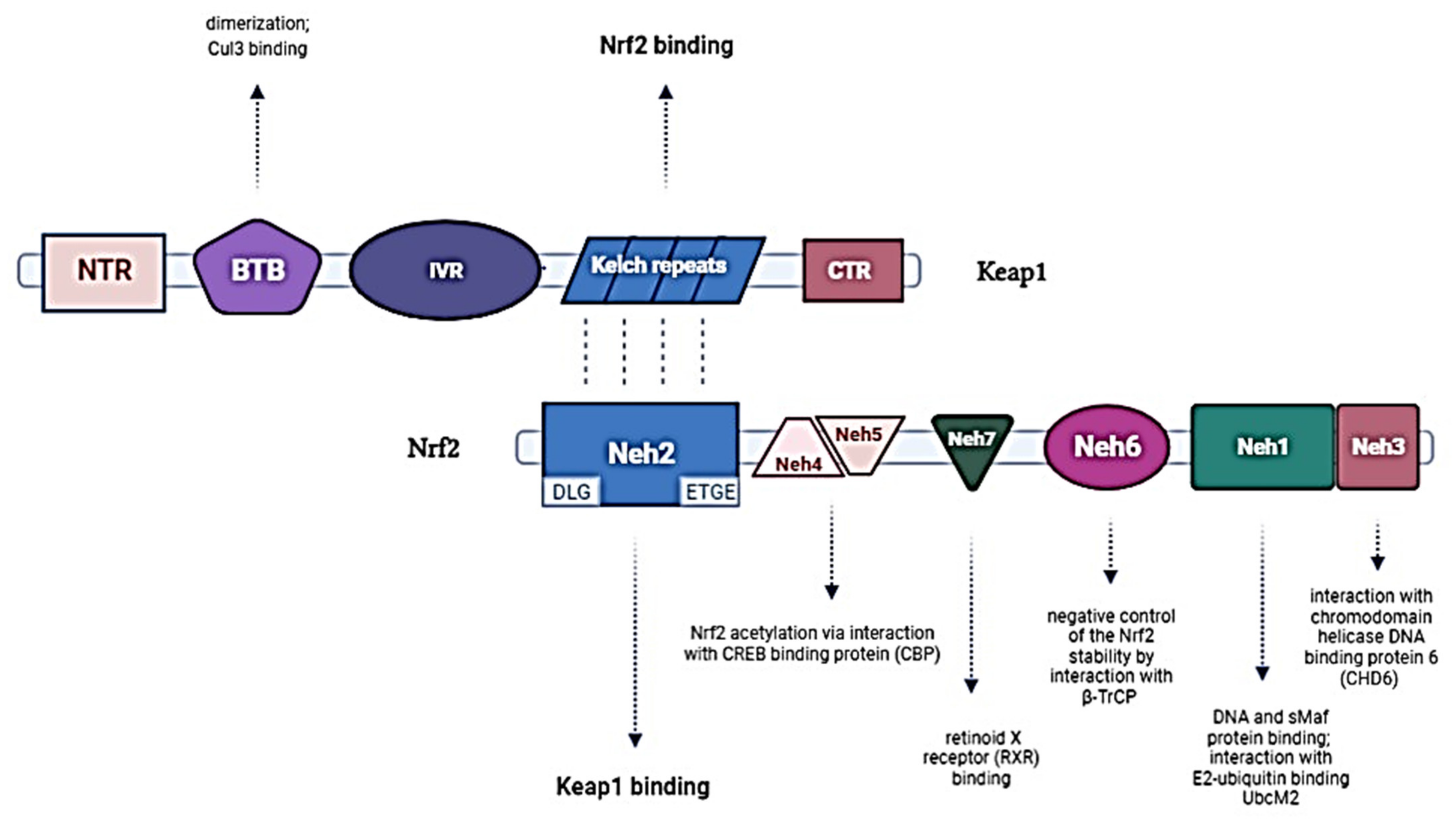 Antioxidants 11 00098 g002
