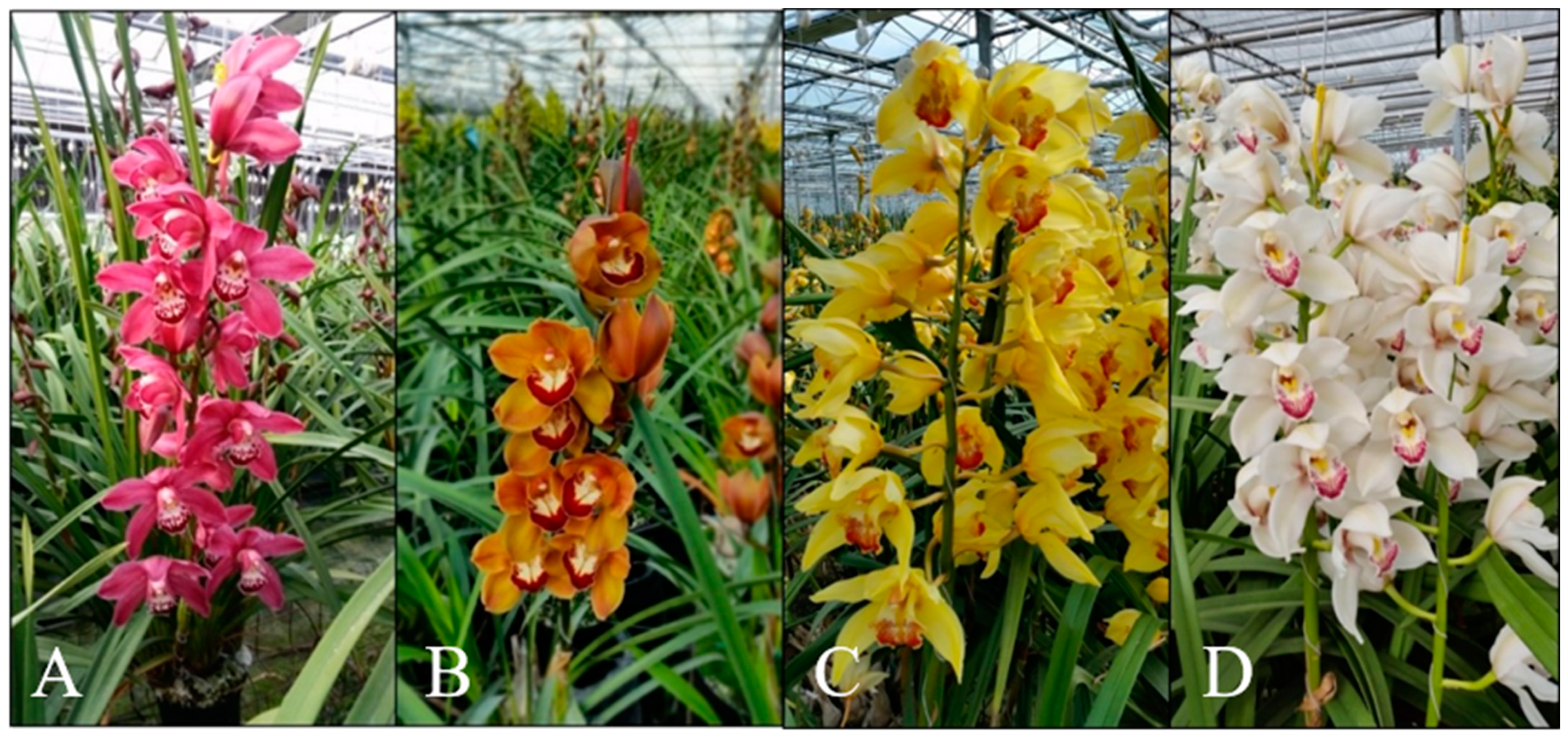 Antioxidants 11 00101 g001