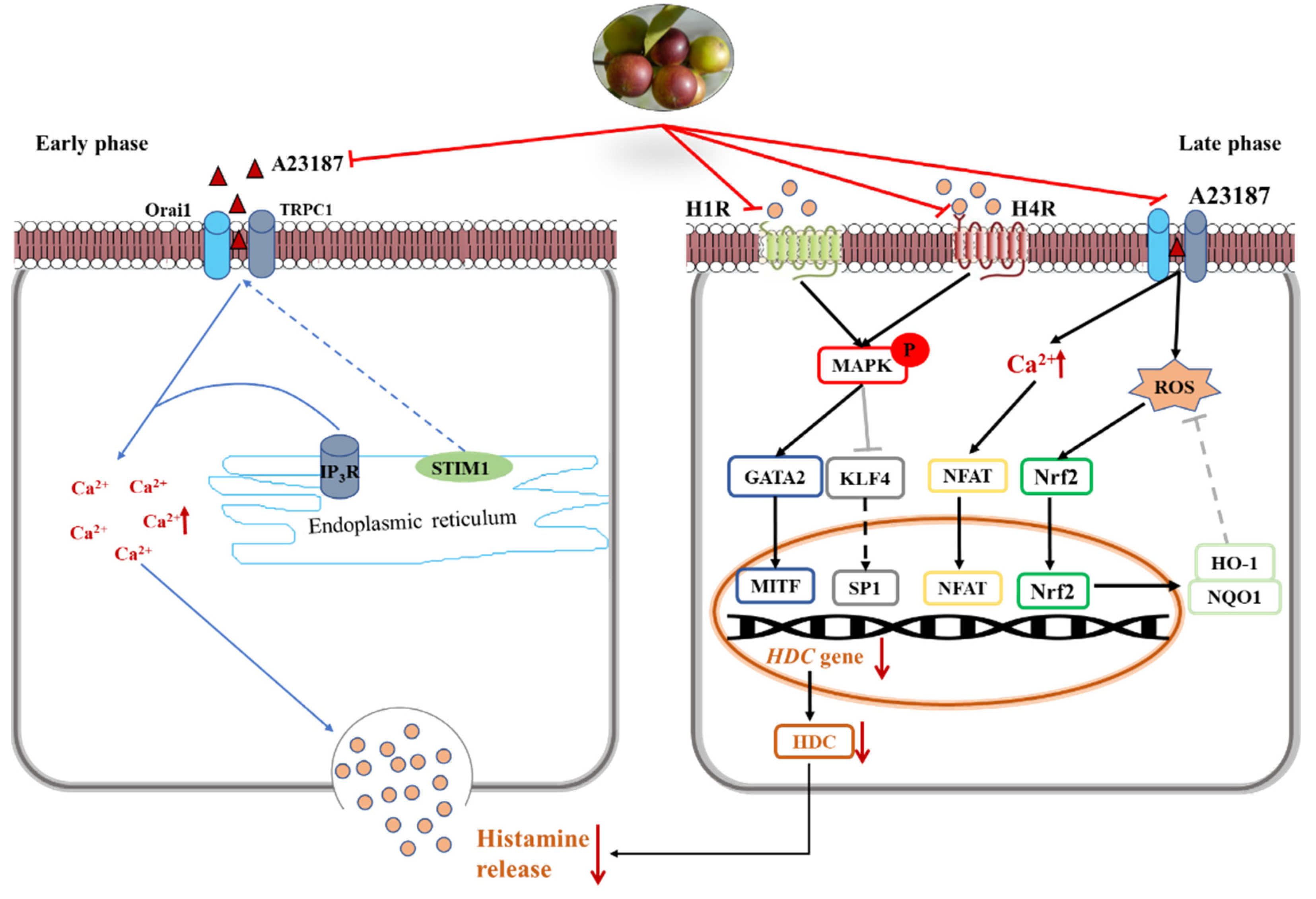 Antioxidants 11 00104 g011