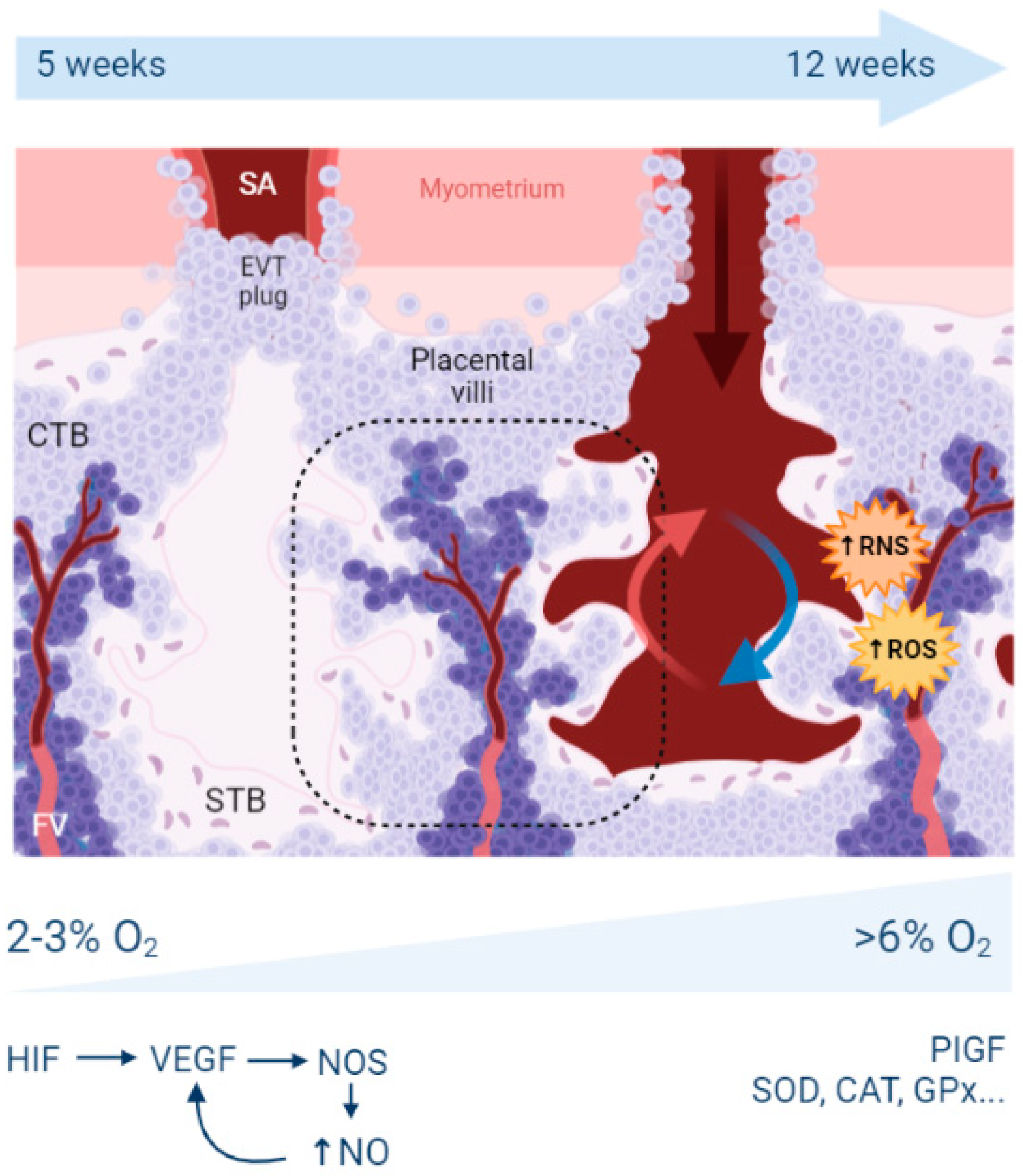 Antioxidants 11 00106 g001
