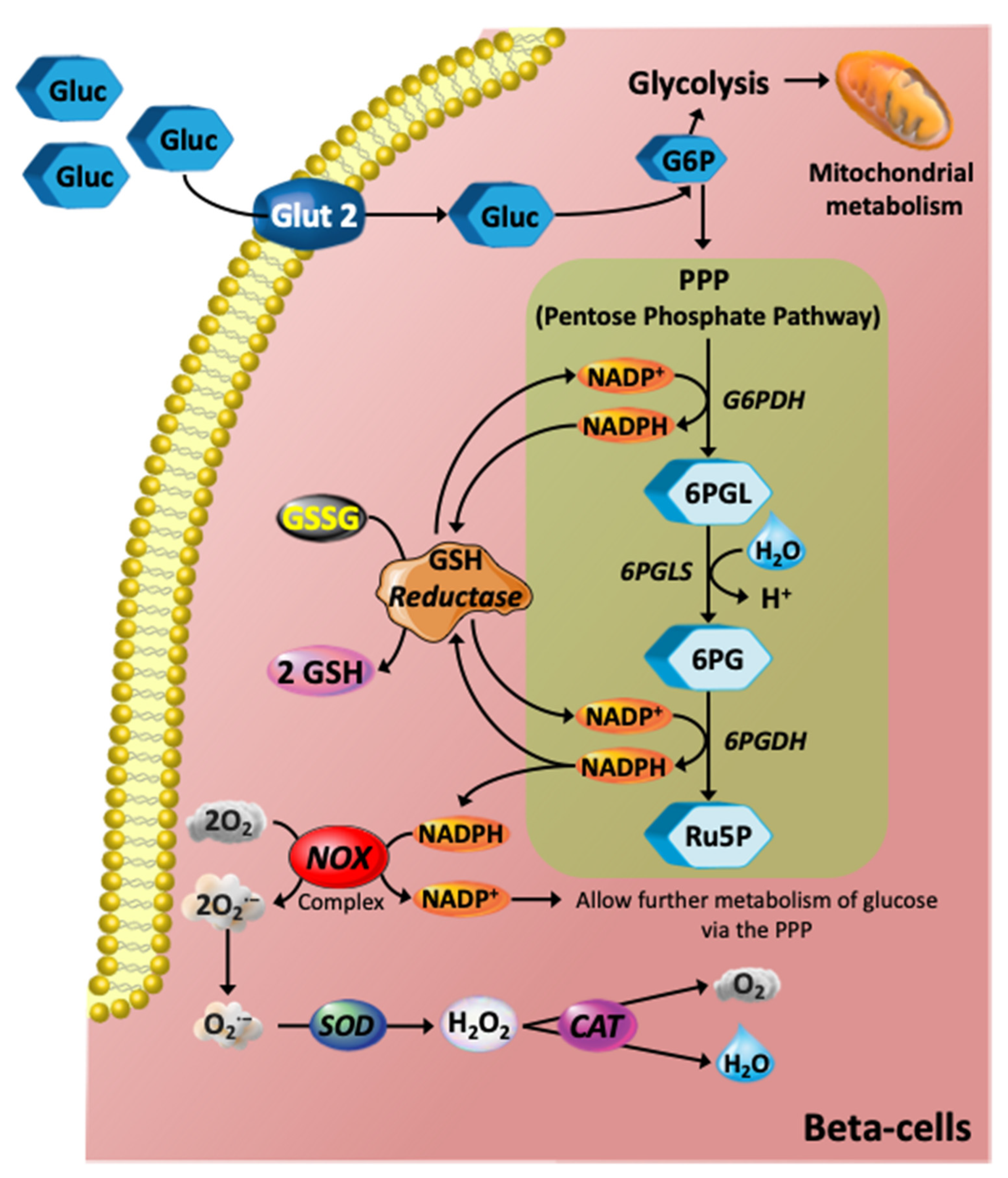 Antioxidants 11 00108 g002