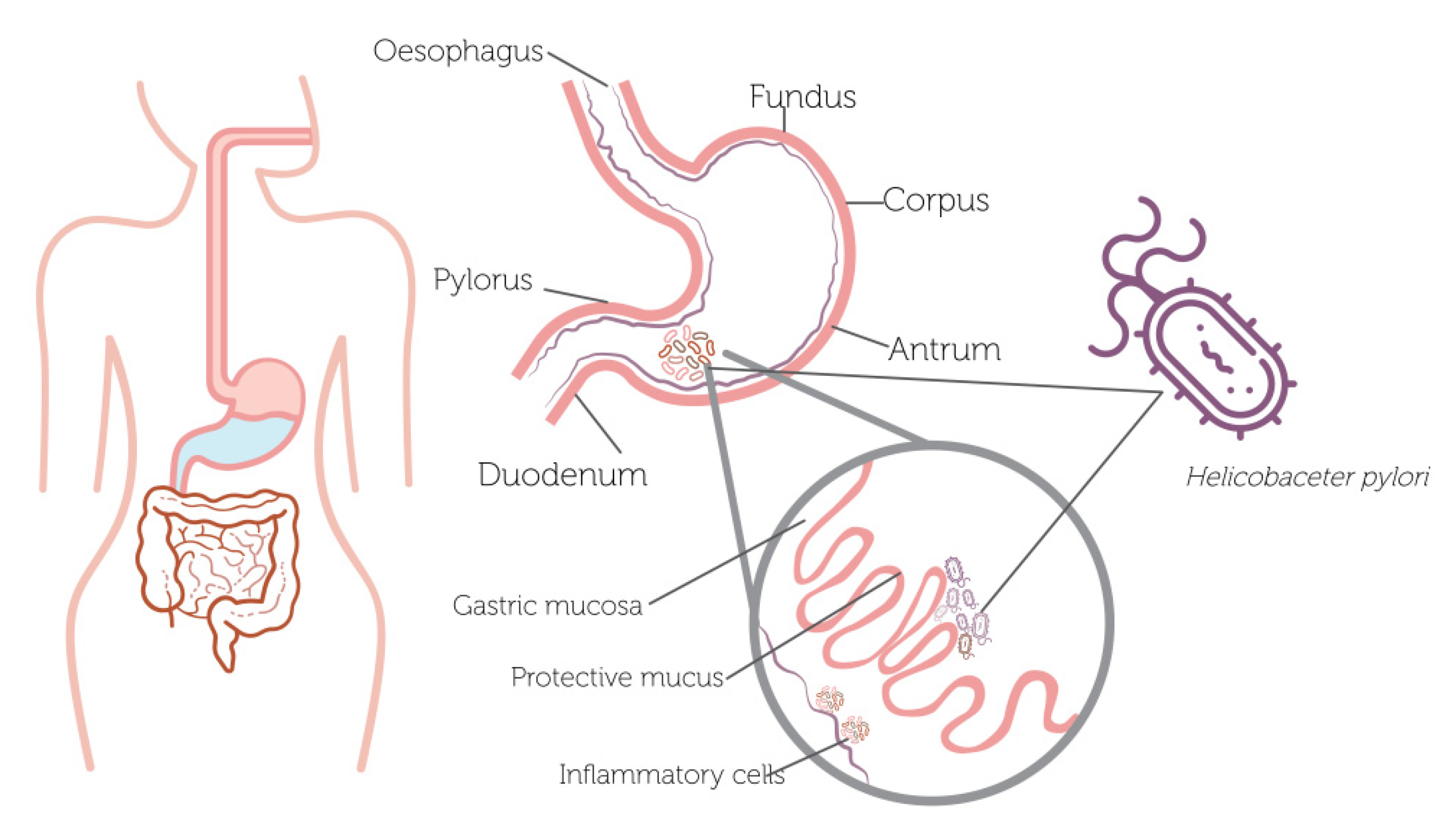 Antioxidants 11 00109 g001