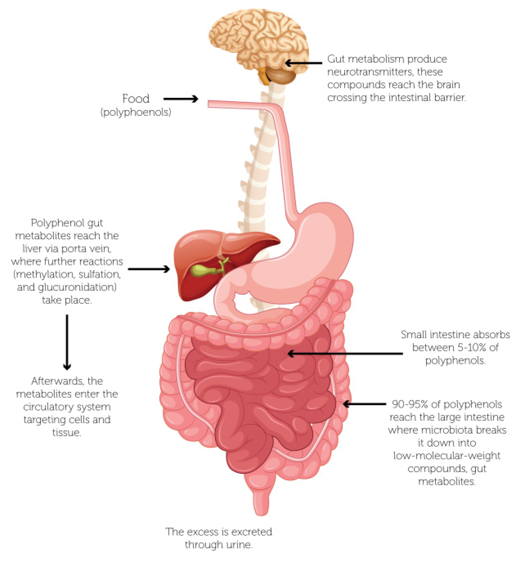 Antioxidants 11 00109 g002