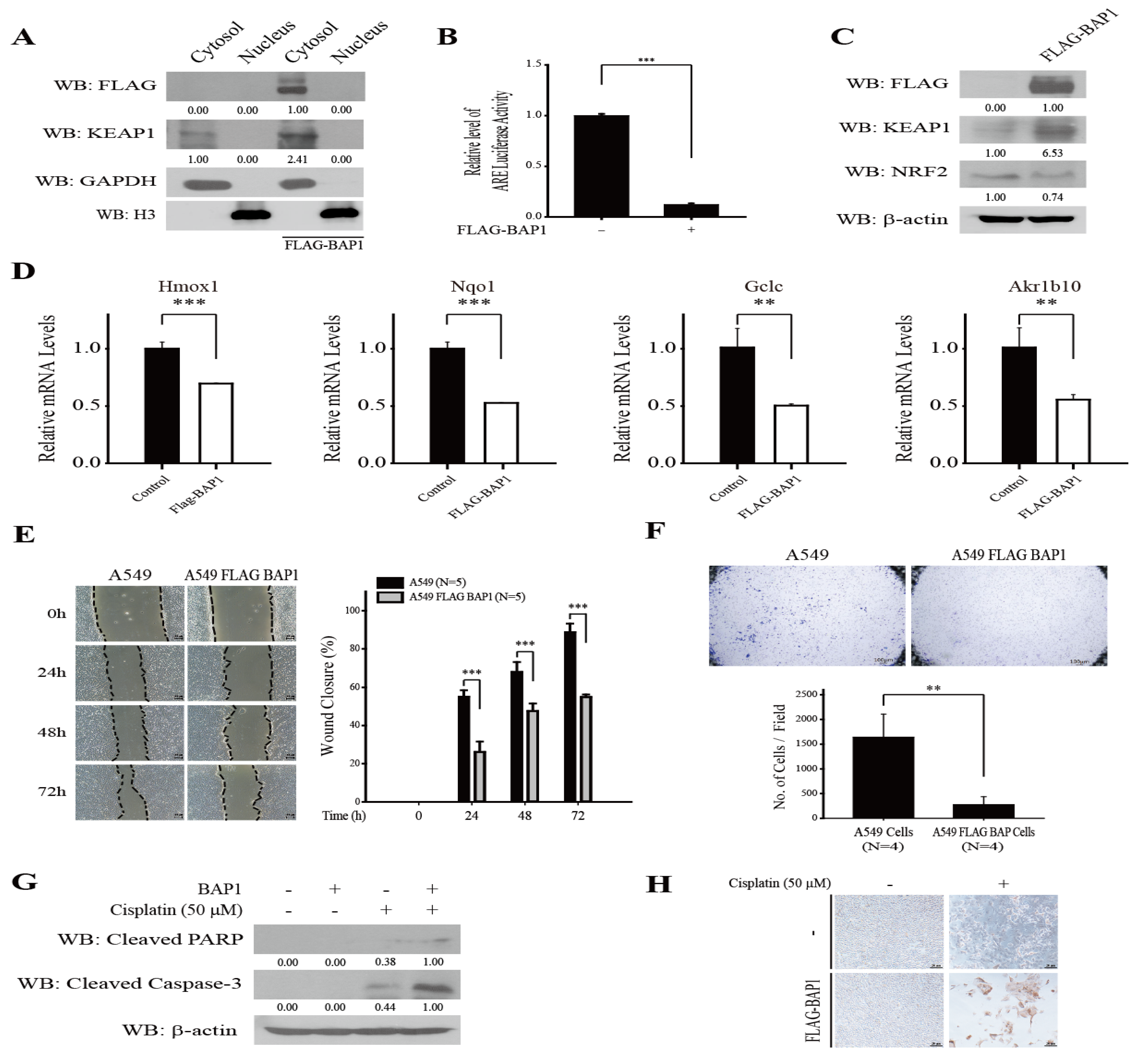 Antioxidants 11 00114 g003