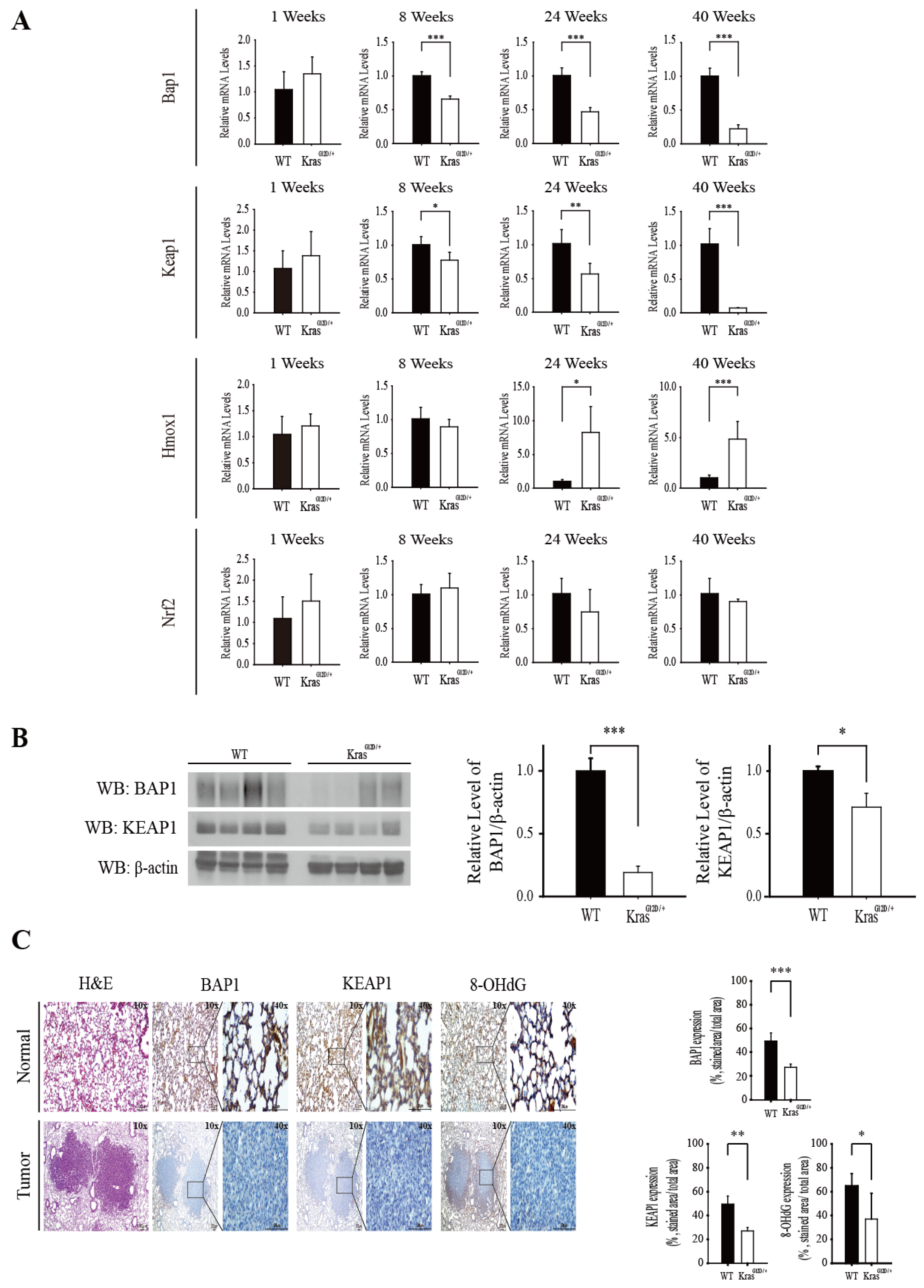 Antioxidants 11 00114 g004