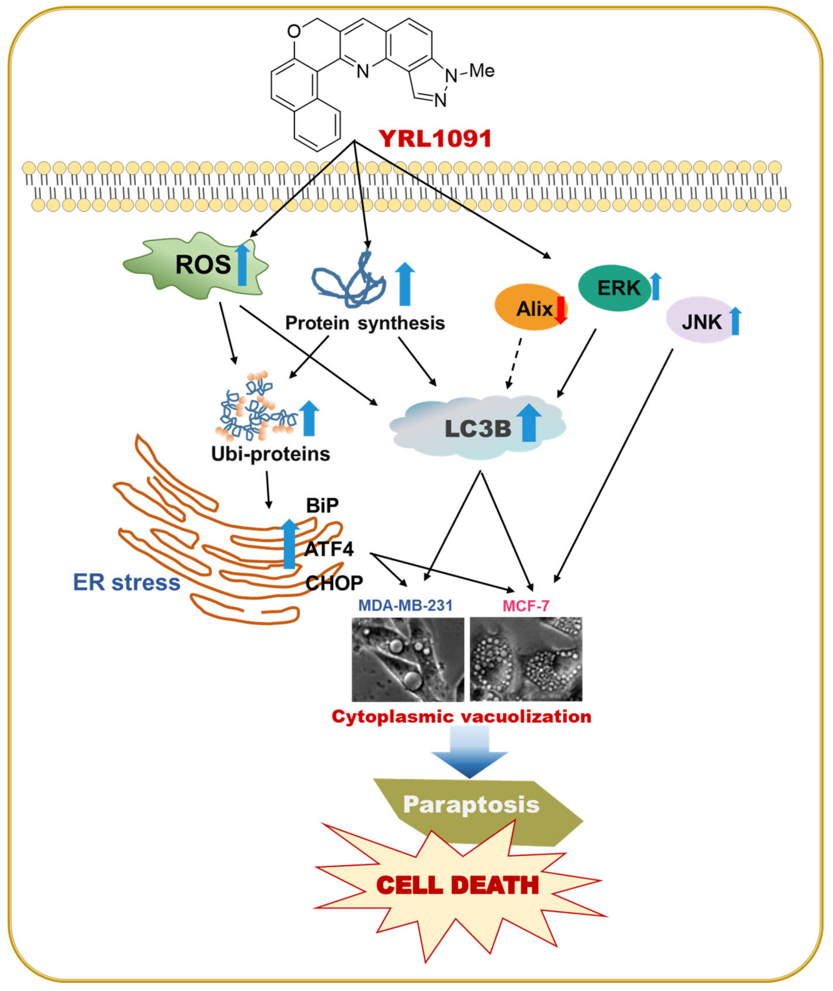 Antioxidants 11 00117 g011