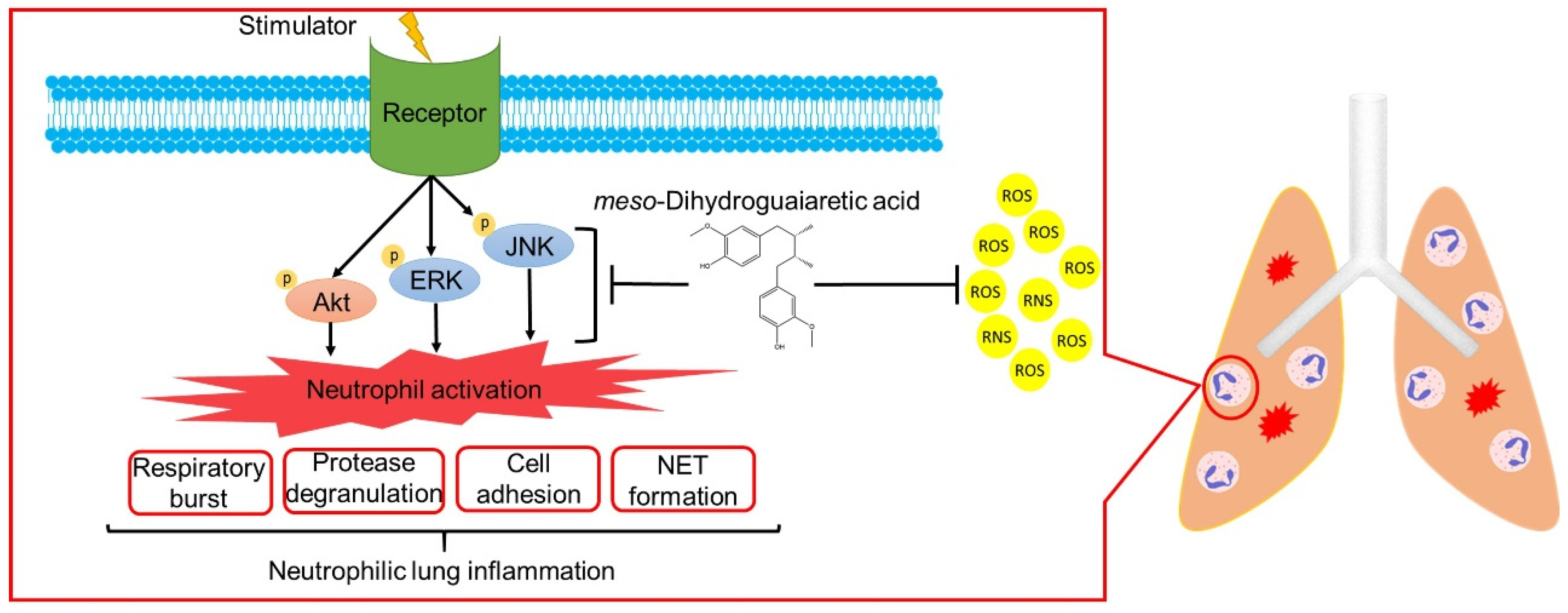 Antioxidants 11 00123 g009