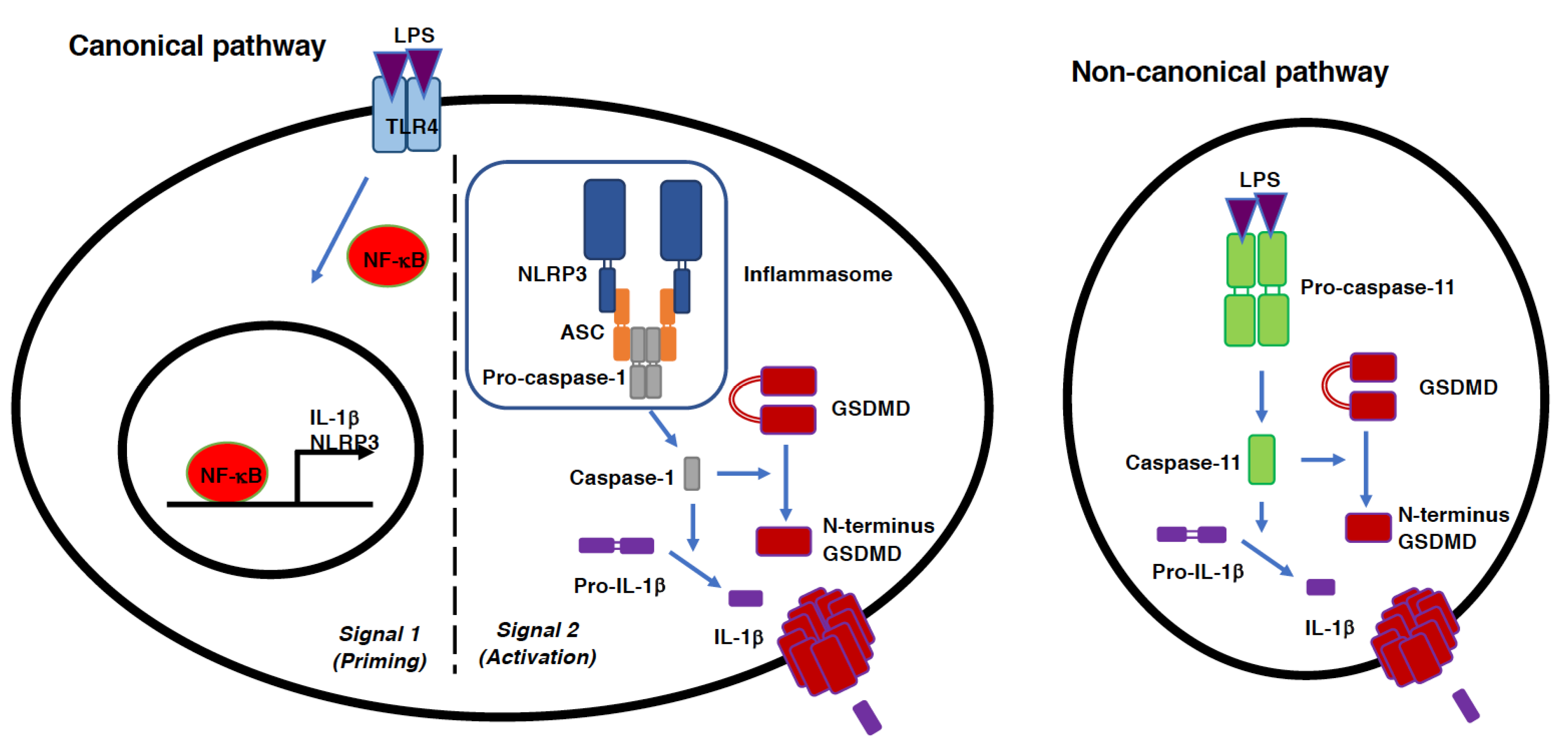 Antioxidants 11 00126 g002