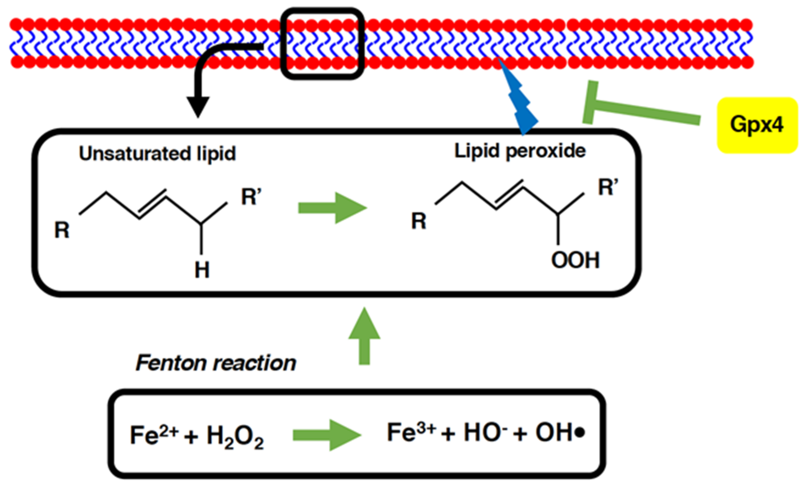 Antioxidants 11 00126 g003