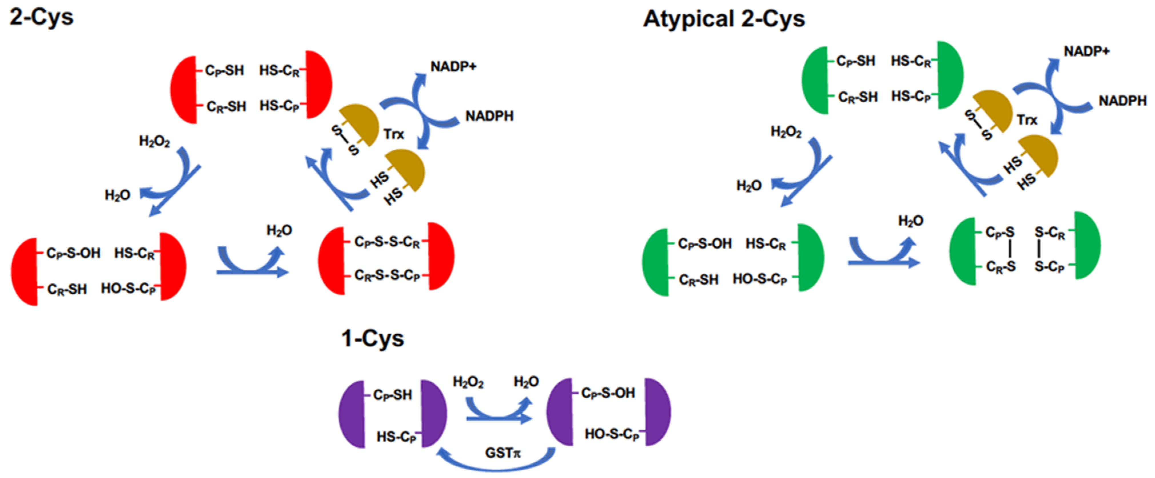 Antioxidants 11 00126 g005